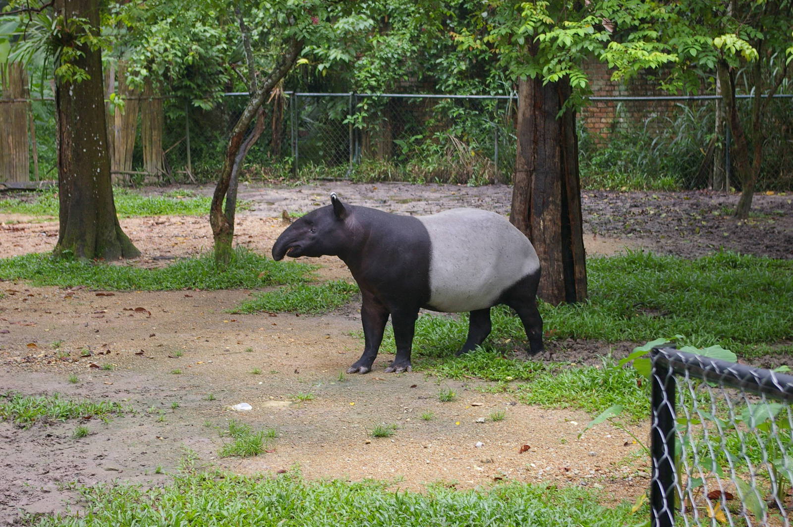 Malayan tapir, Zoo Negara (KL)