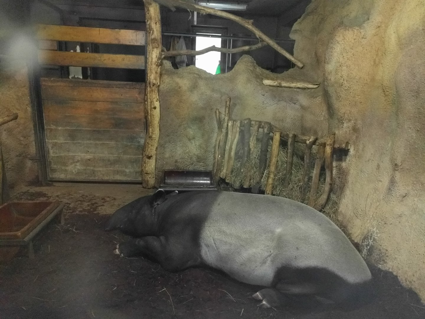 Malayan Tapir Zoo Praha 2018
