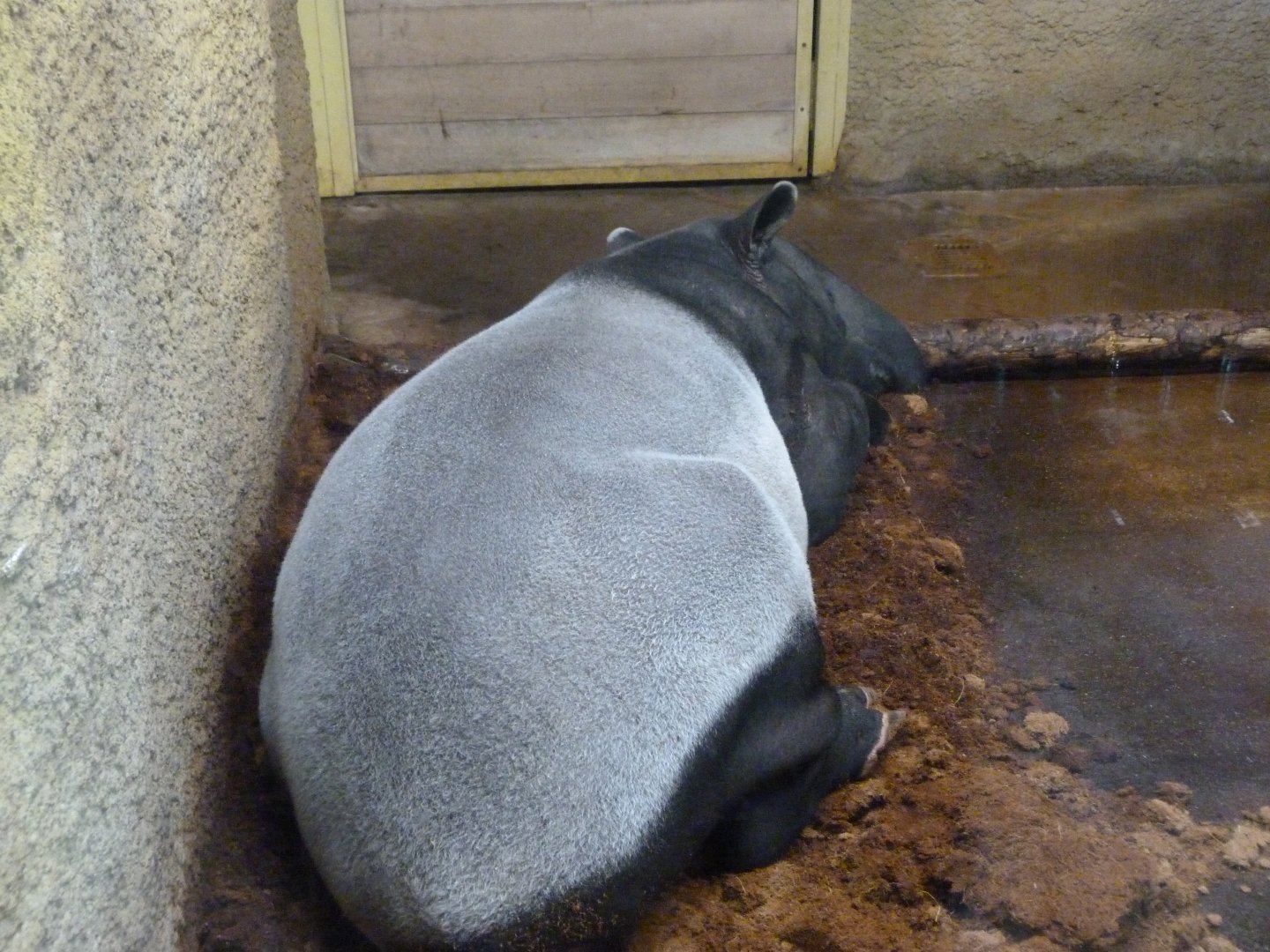 Malayan tapir -Zoo Praha (2025)