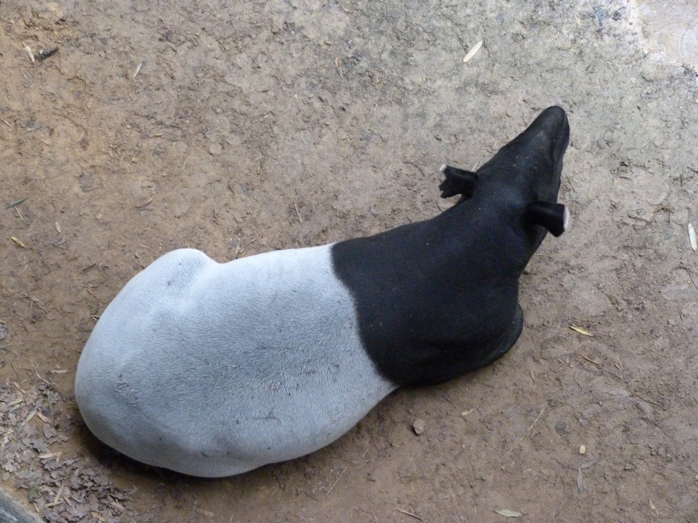 Malayan tapir -ZooParc de Beauval (2025)