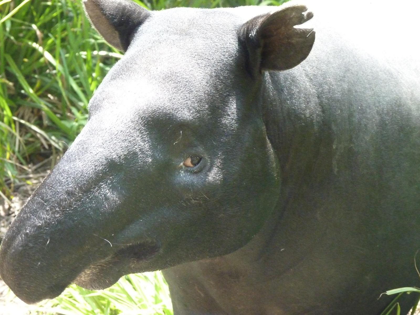 Malayan Tapir