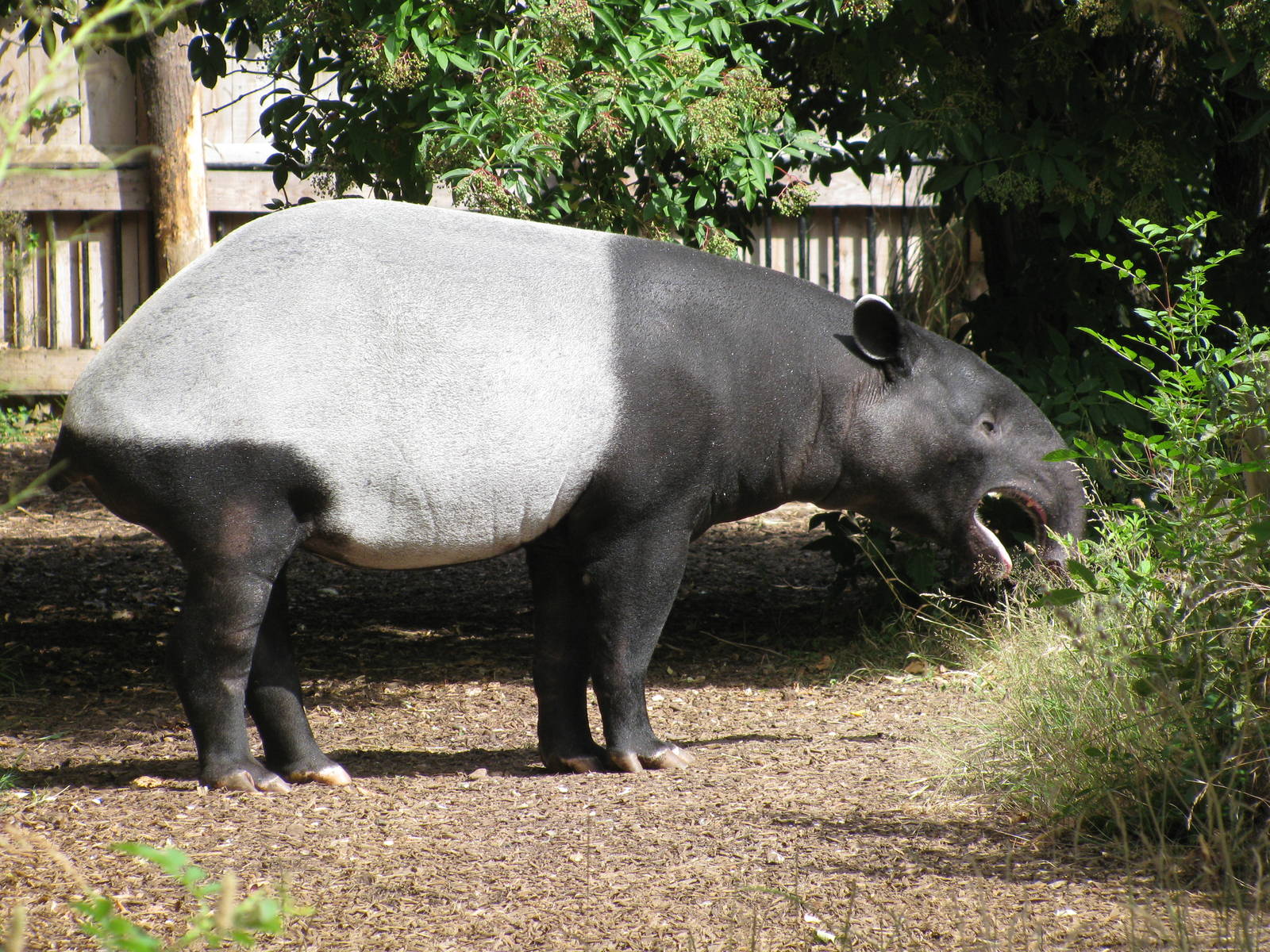 Malayan Tapir