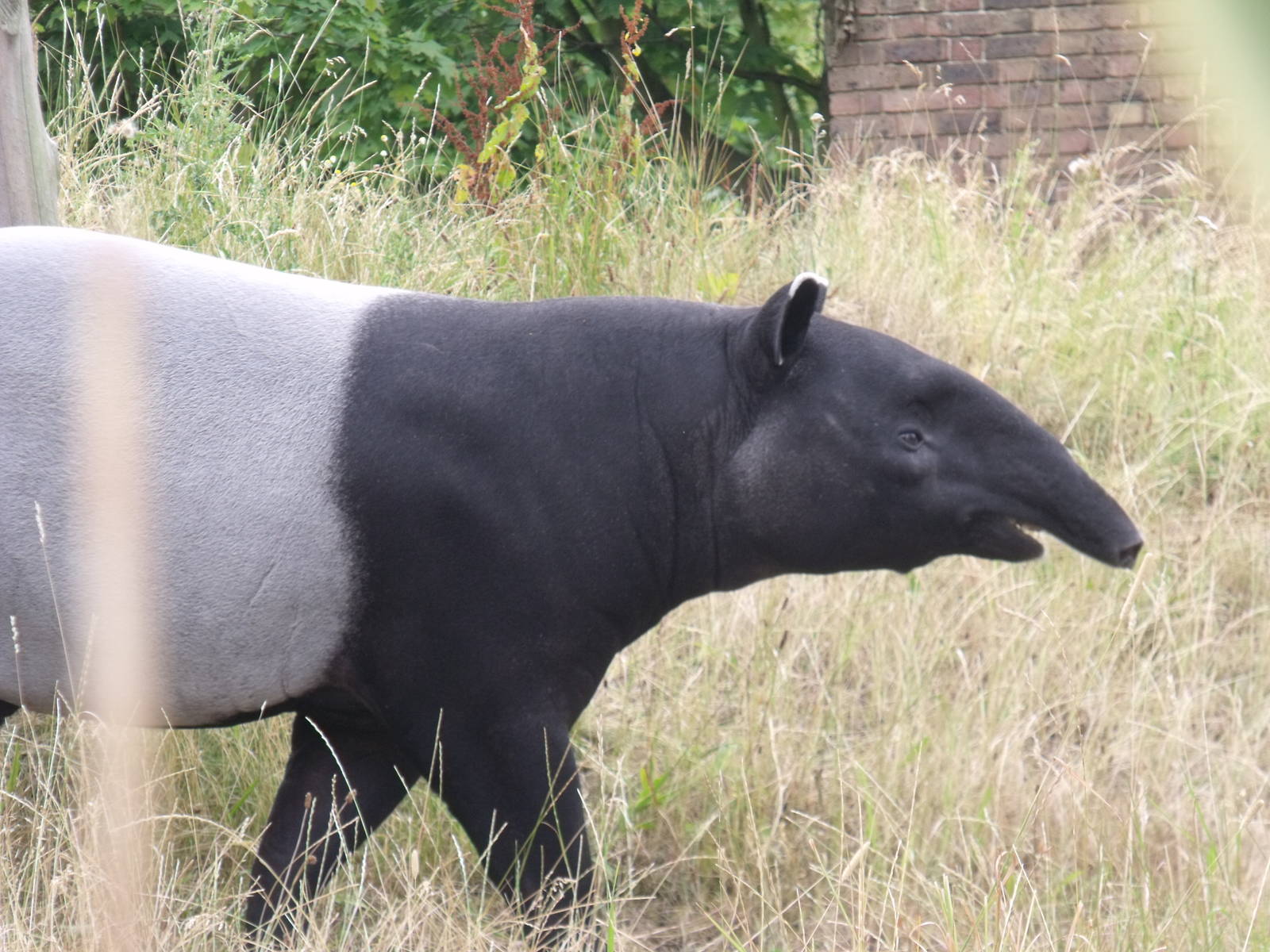 Malayan Tapir