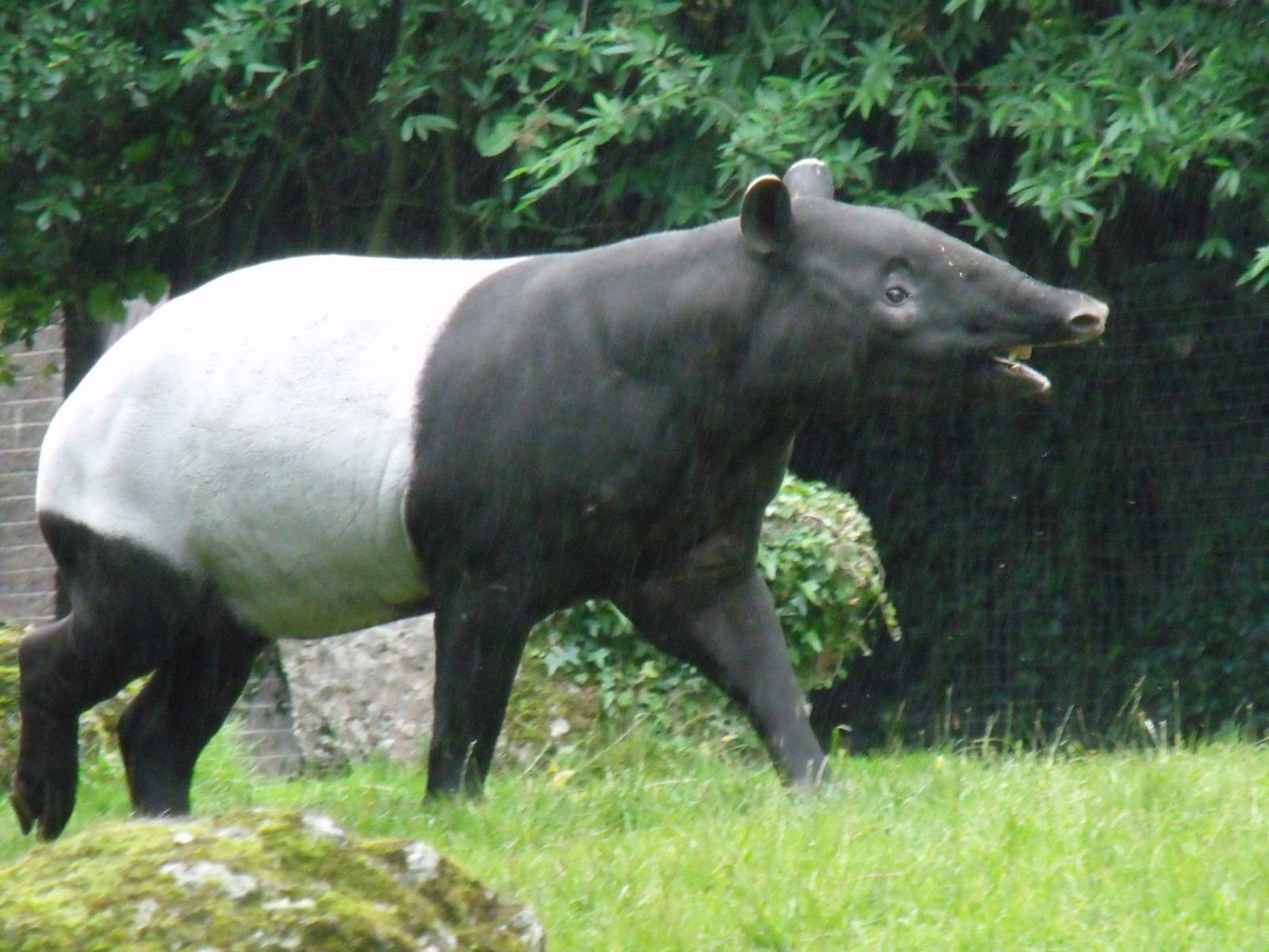 Malayan Tapir
