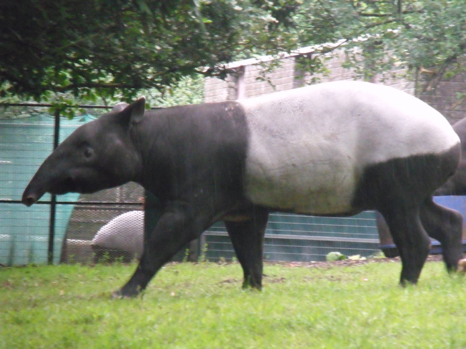 Malayan Tapir