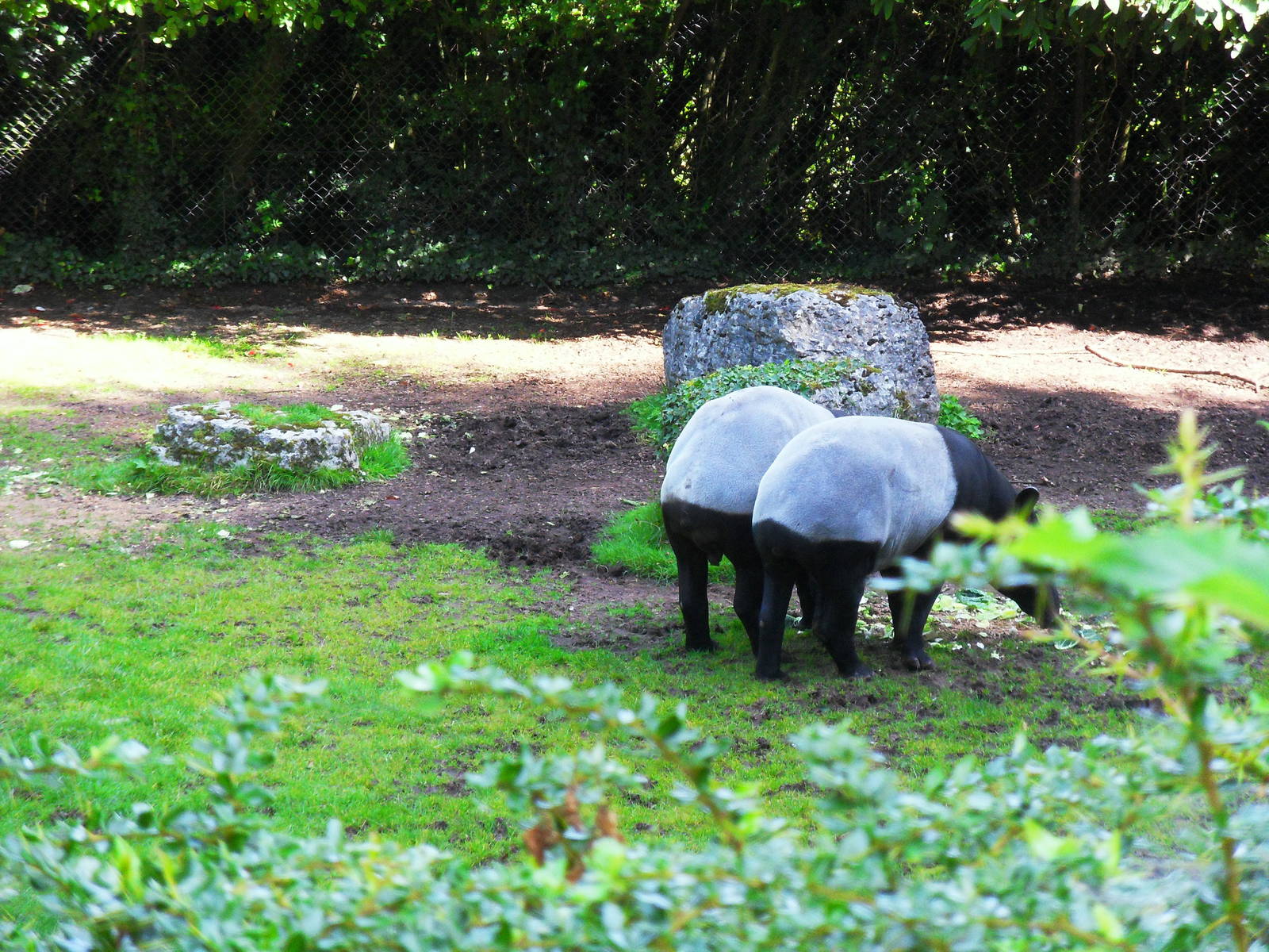 Malayan Tapir