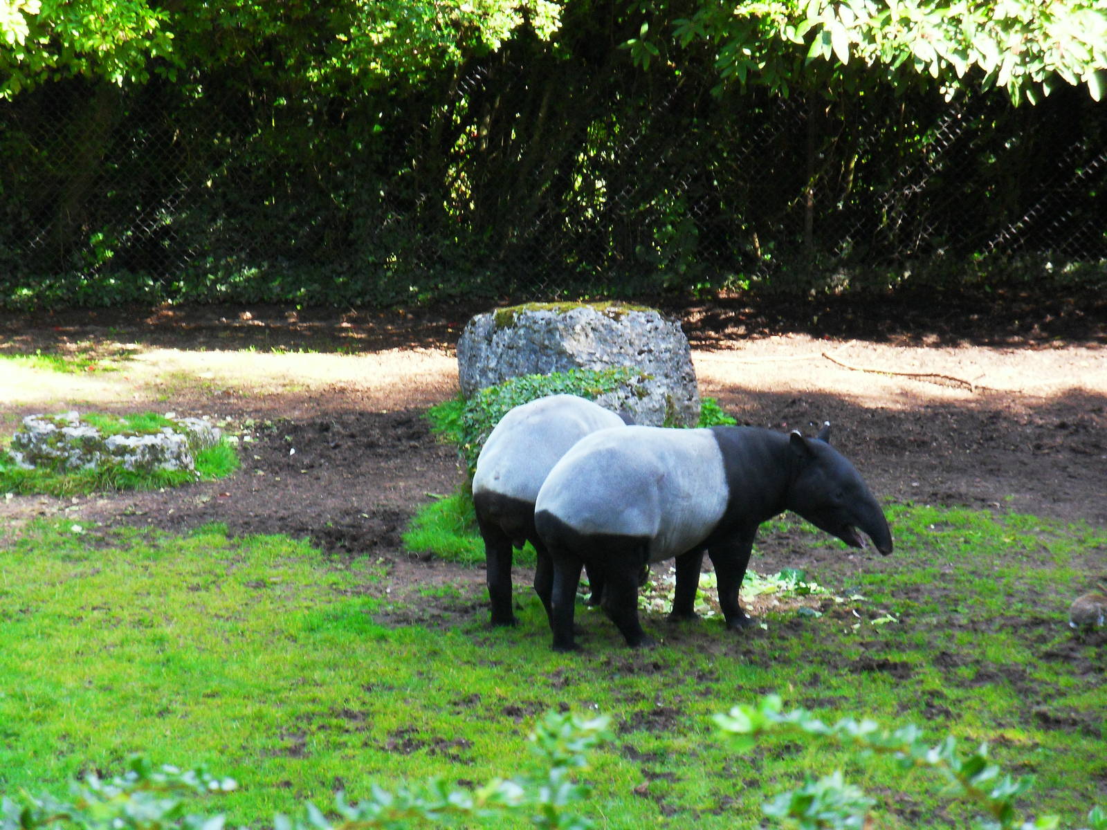 Malayan Tapir