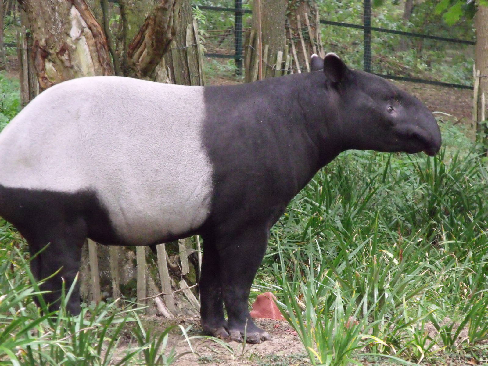 Malayan Tapir