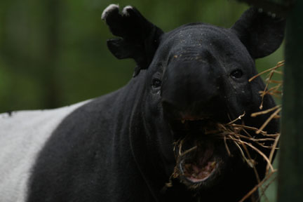 malayan tapir