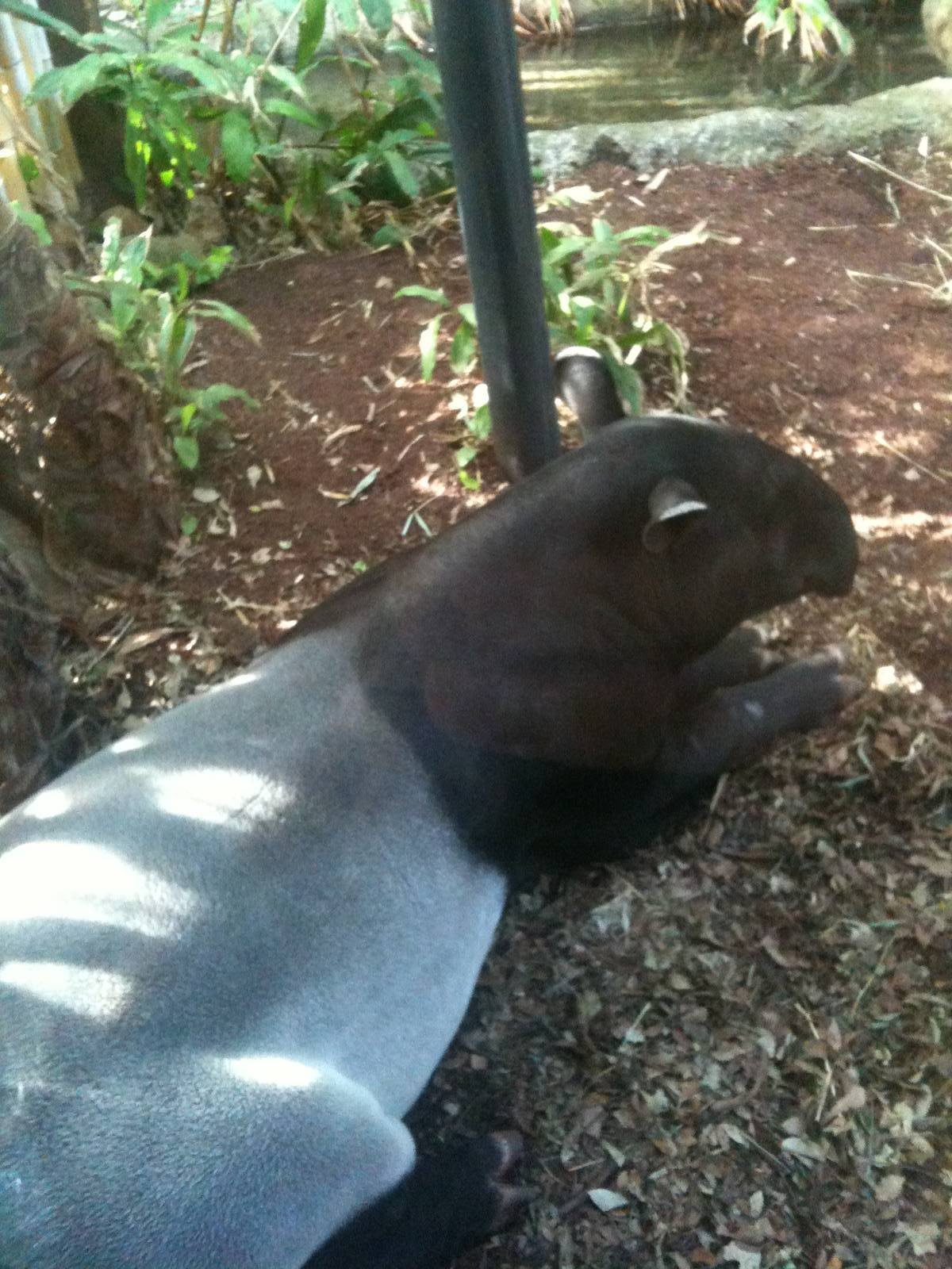 Malayan Tapir