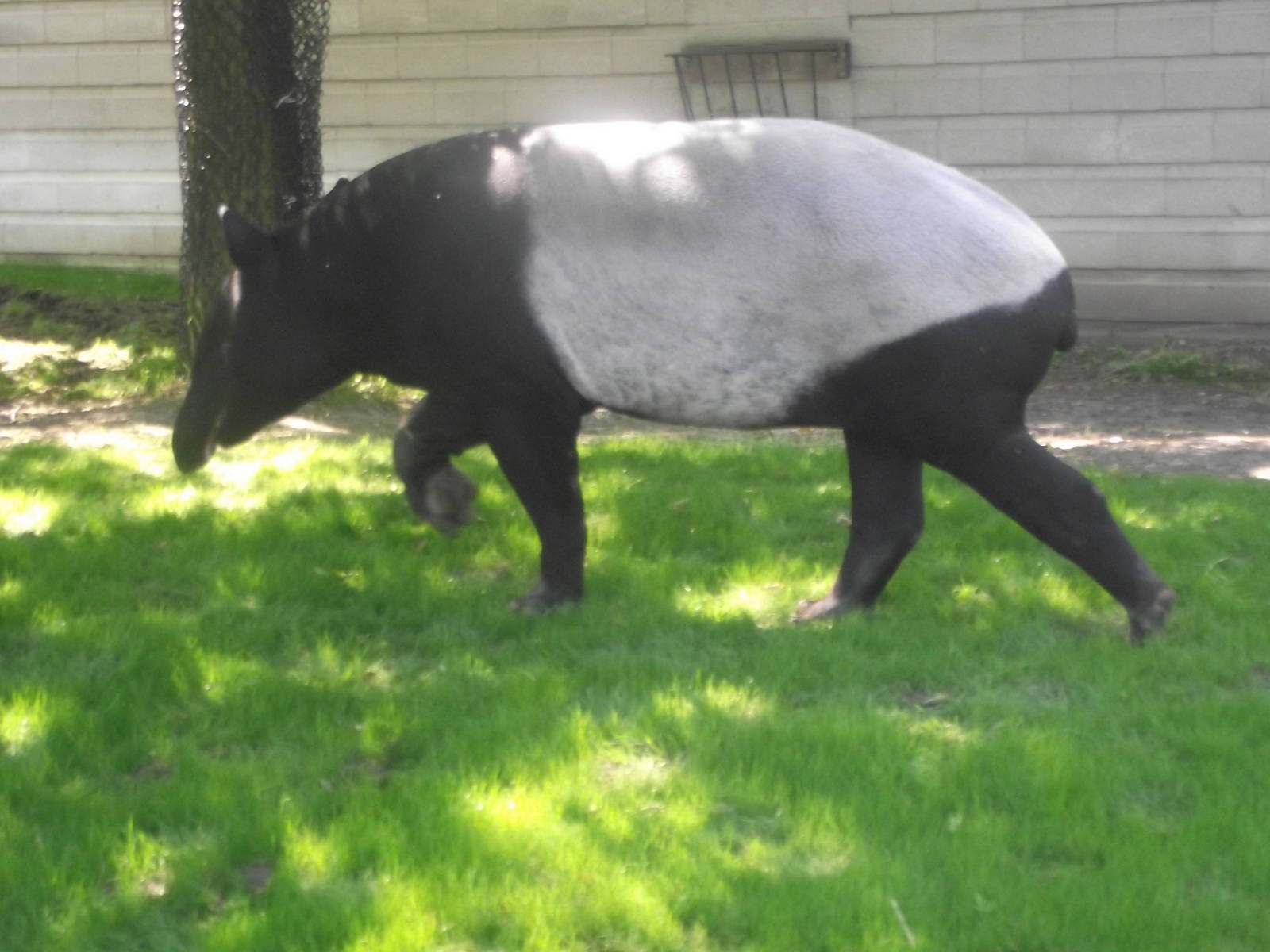 Malayan Tapir