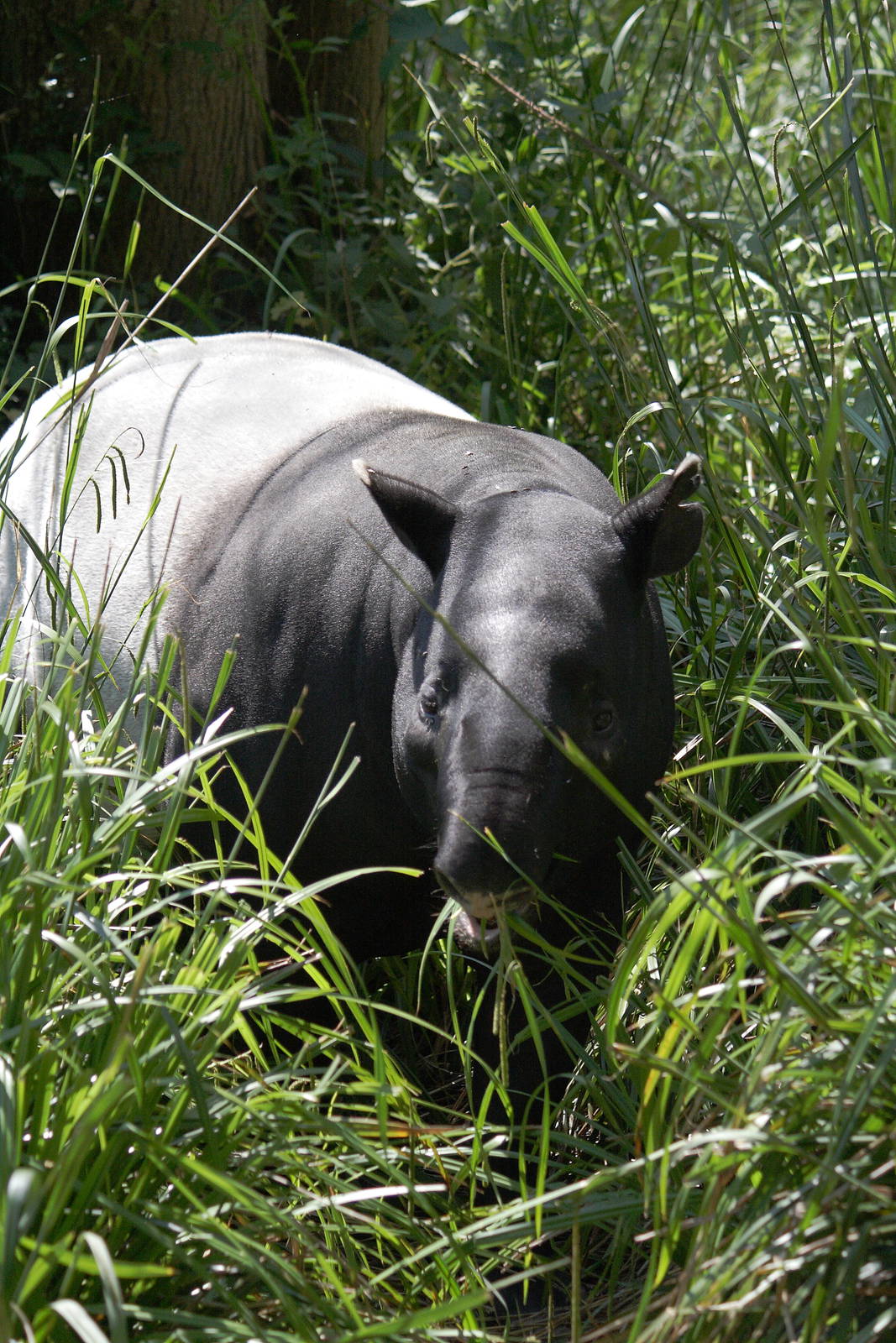 Malayan tapir