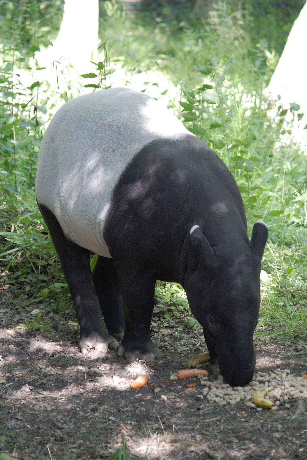 Malayan tapir