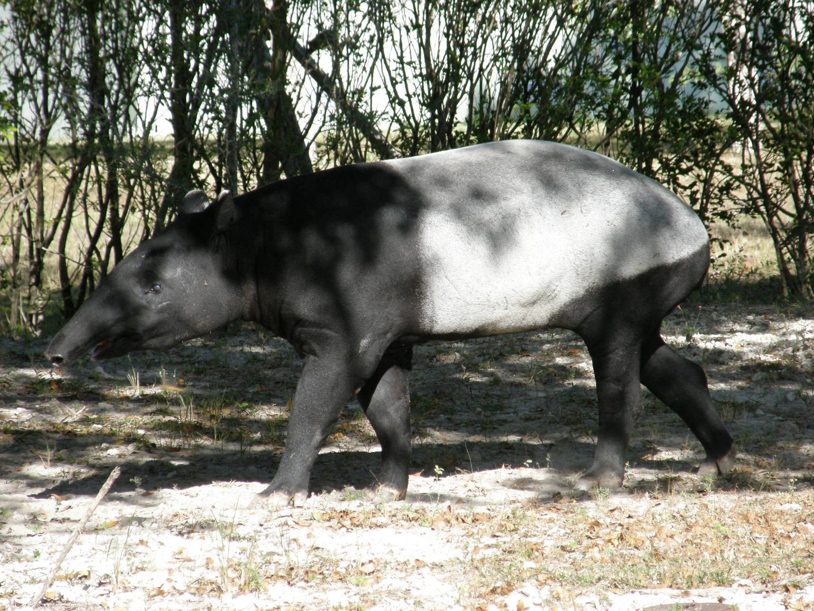 malayan tapir