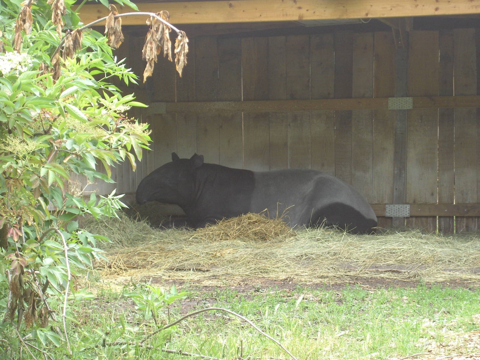 Malayan Tapir