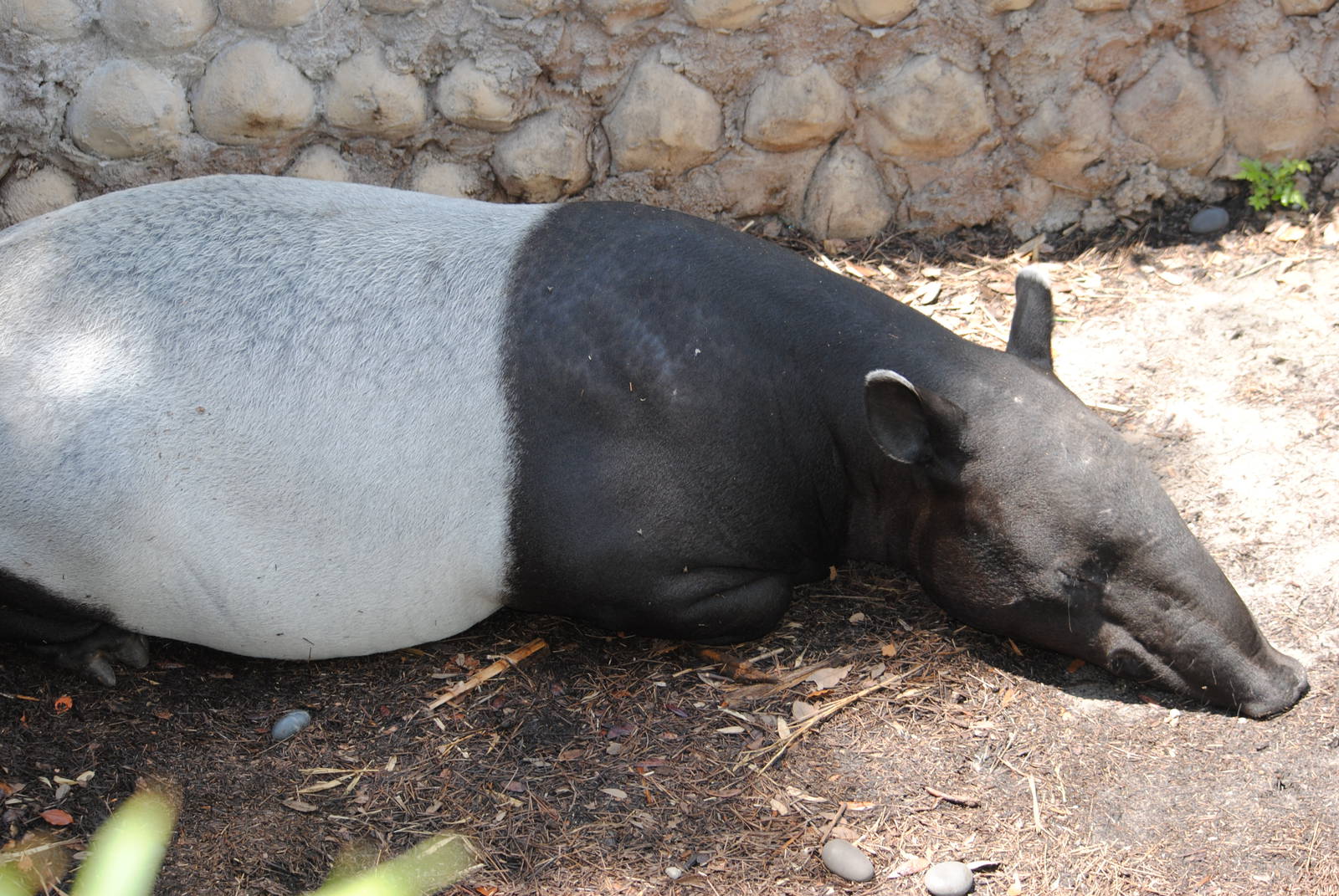 Malayan Tapir
