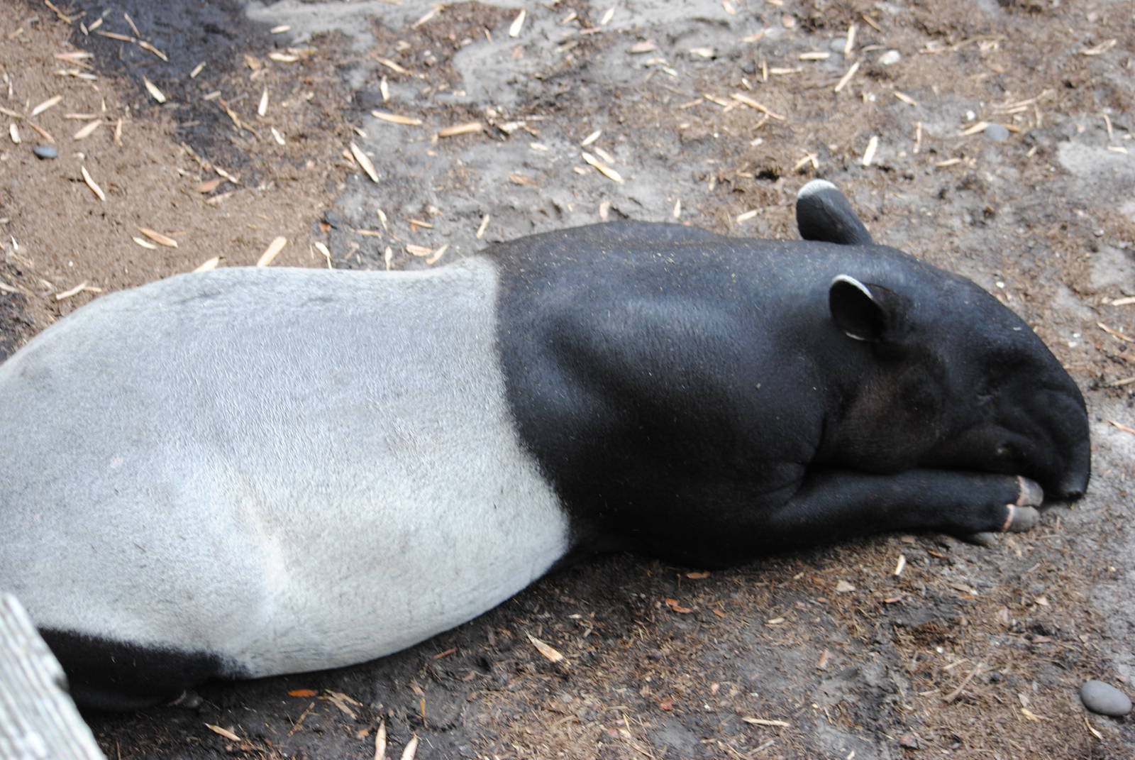 Malayan Tapir