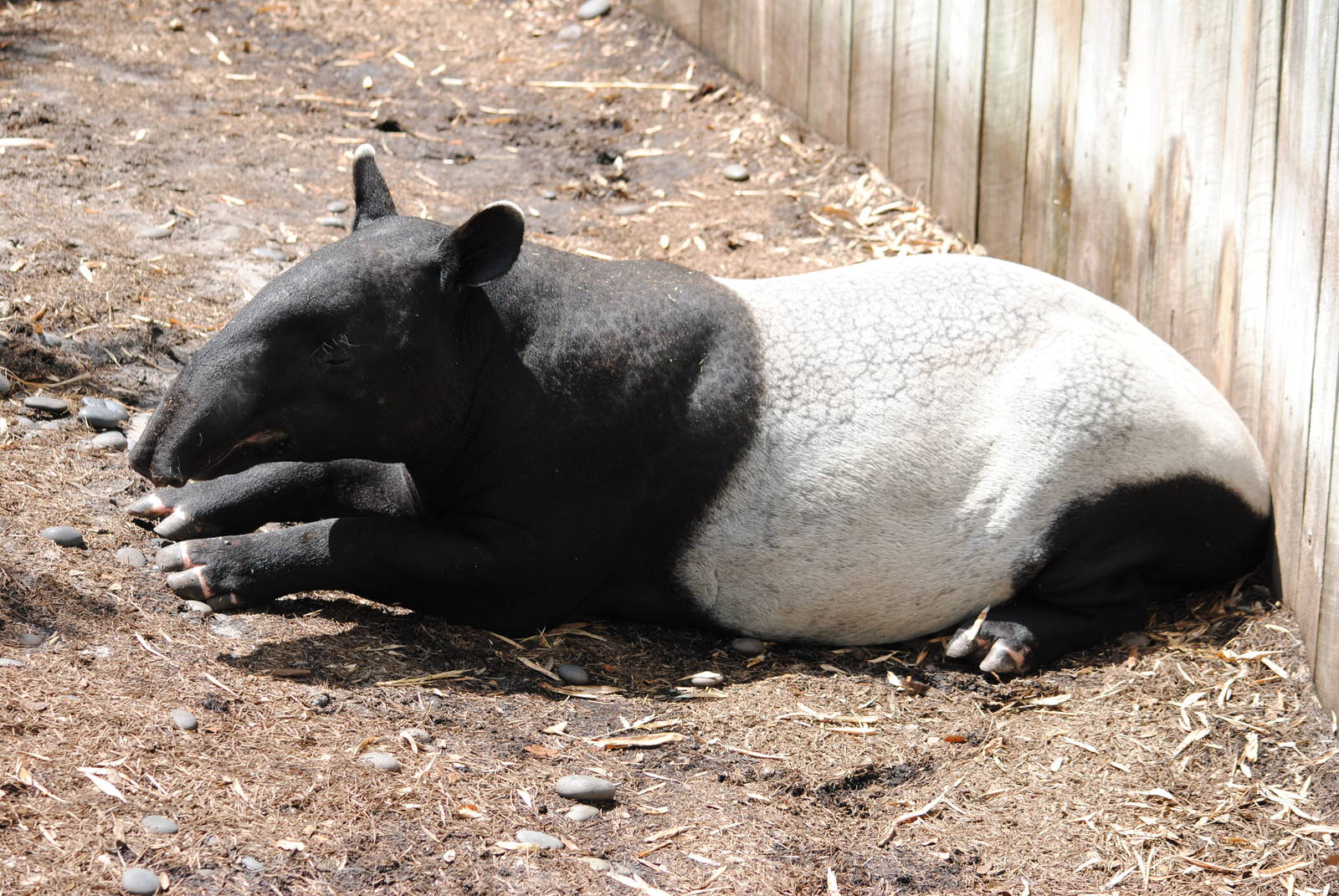 Malayan Tapir