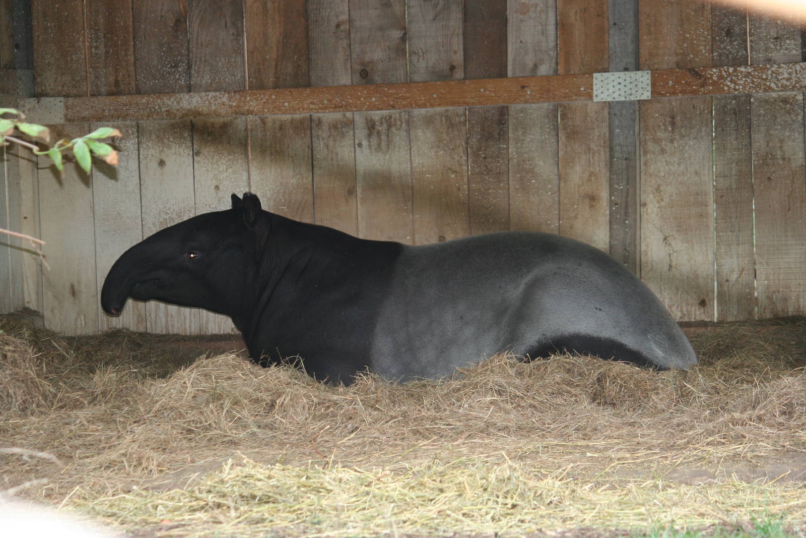 Malayan tapir
