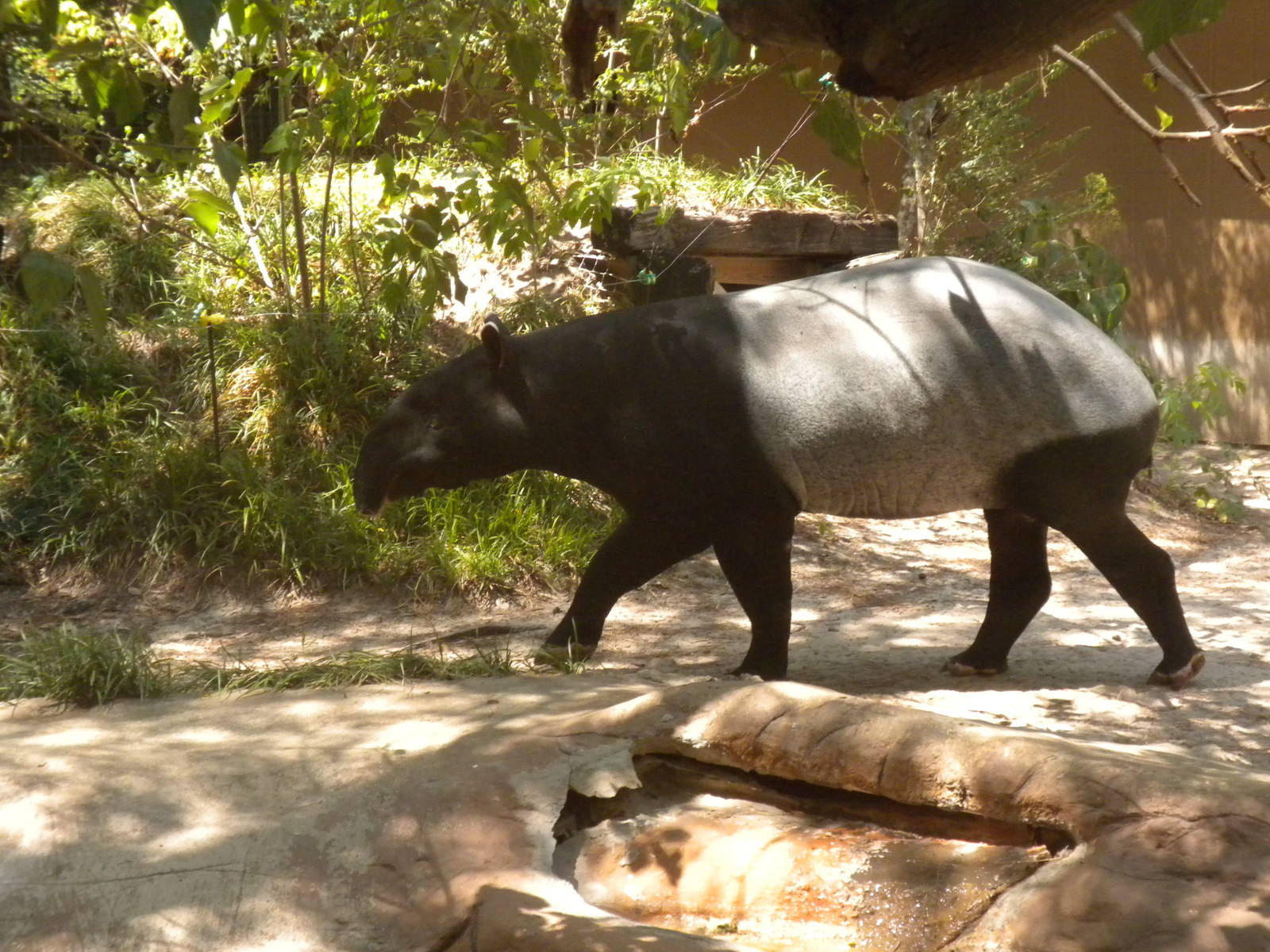 Malayan Tapir