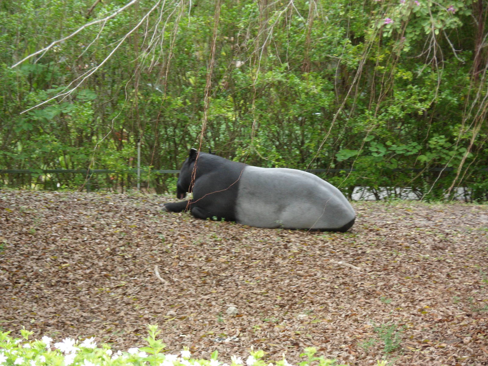 Malayan Tapir