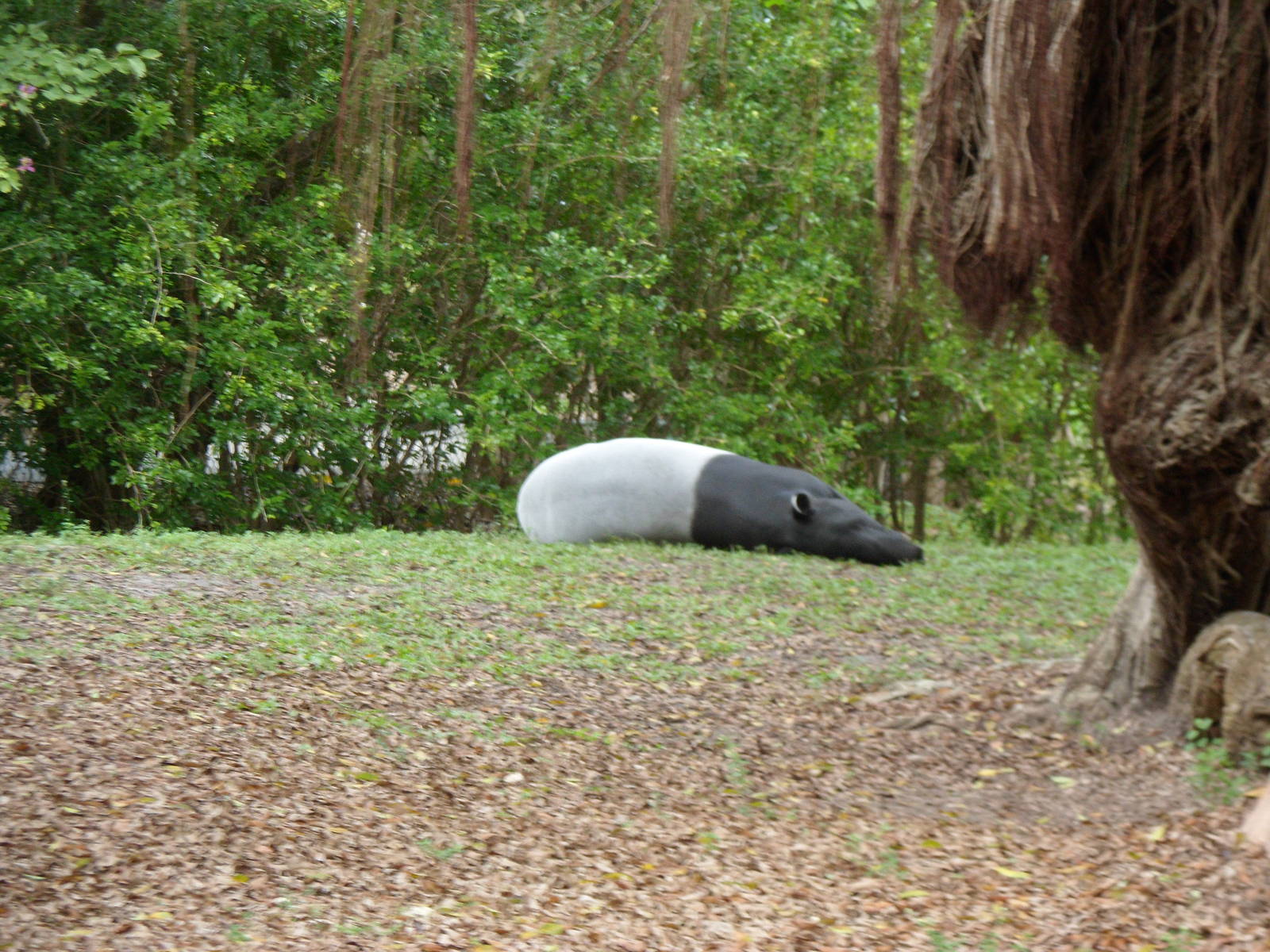 Malayan Tapir
