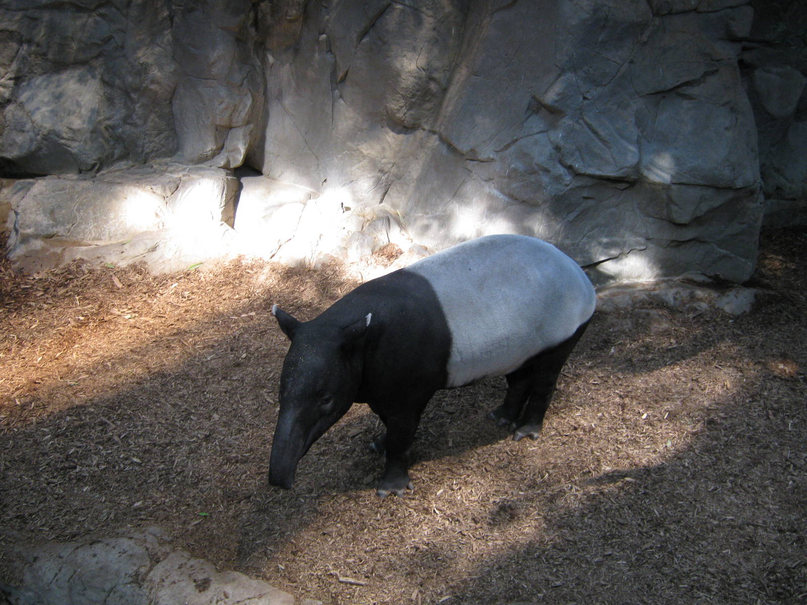 Malayan Tapir
