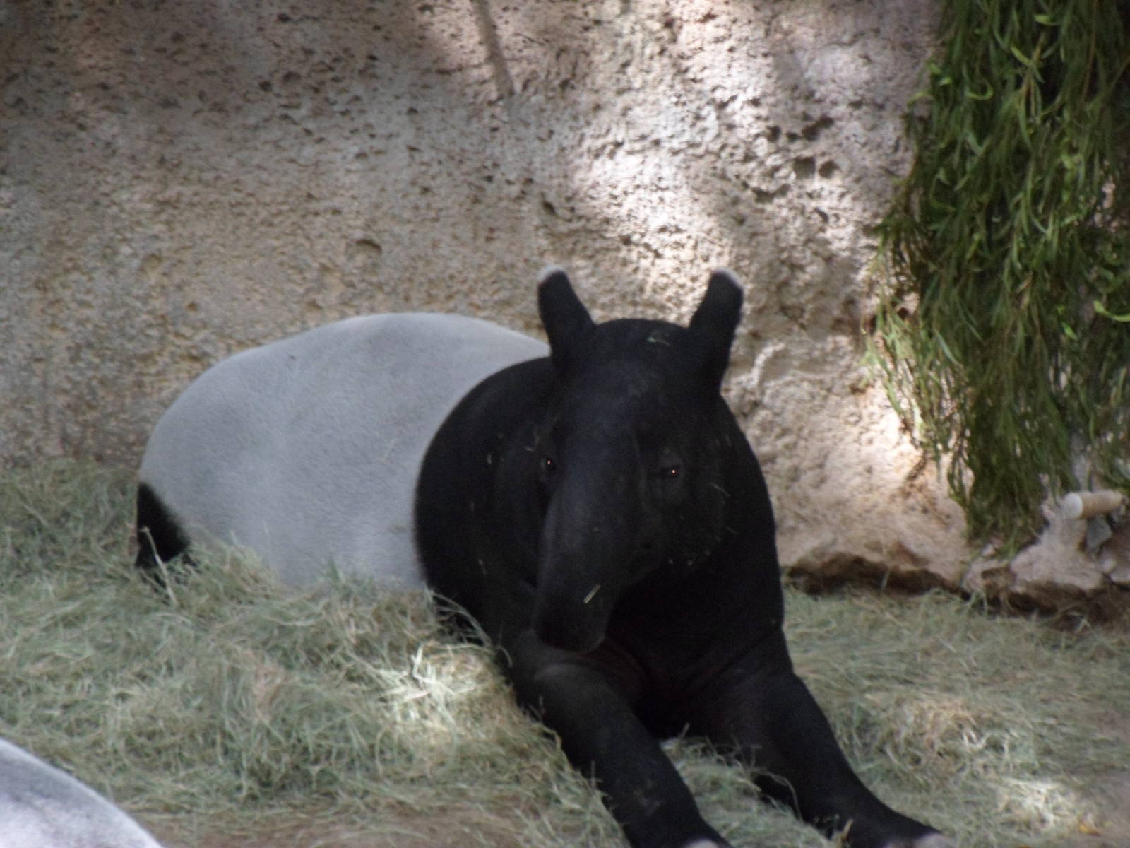 Malayan Tapir
