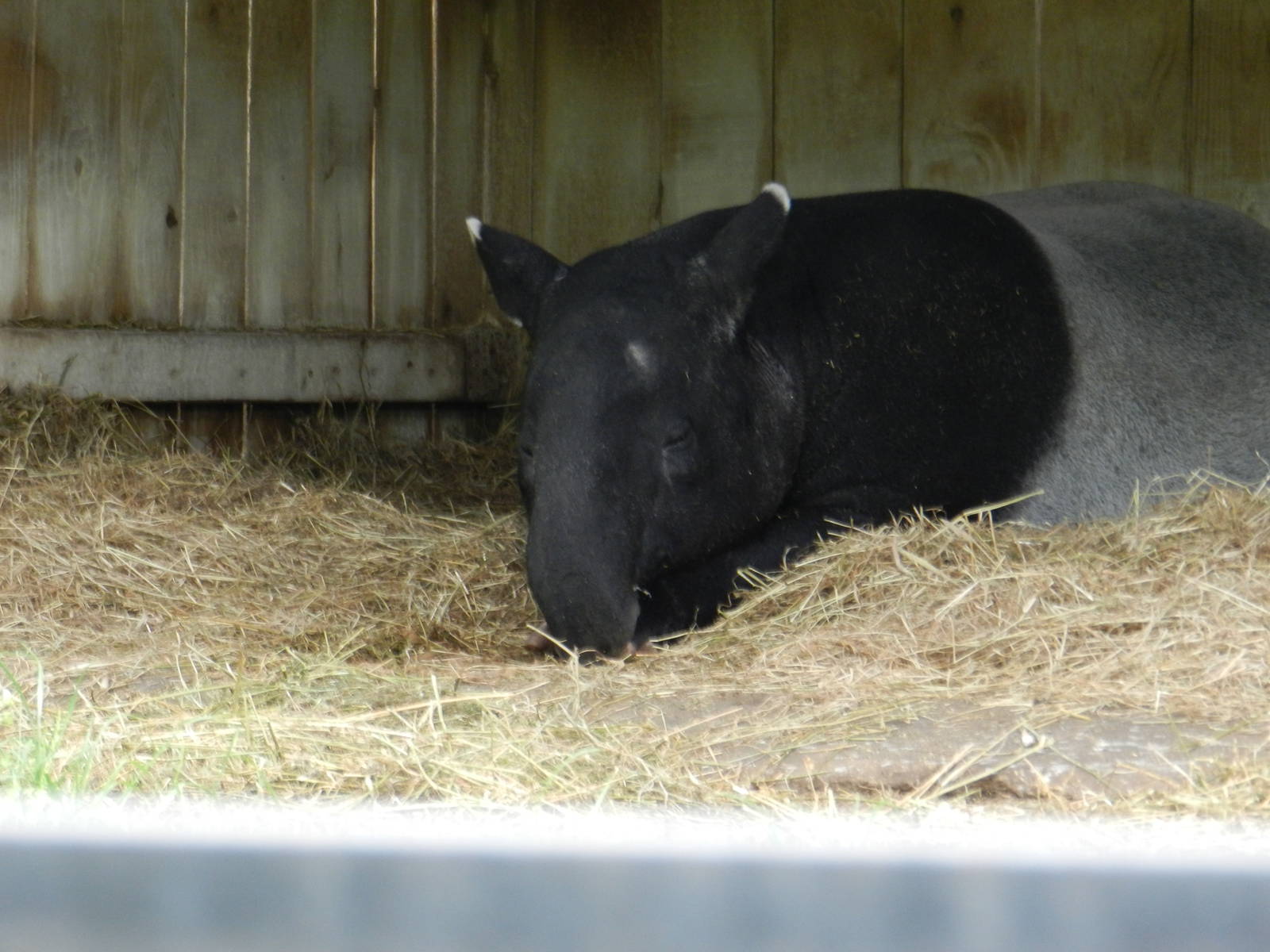 Malayan Tapir