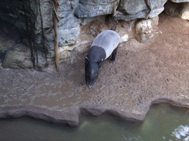 Malayan Tapir