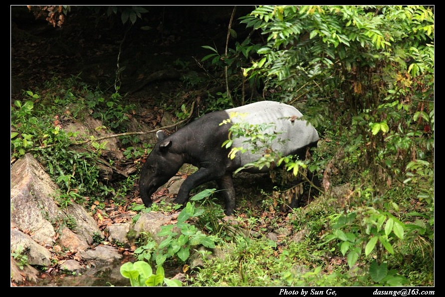 Malayan tapir
