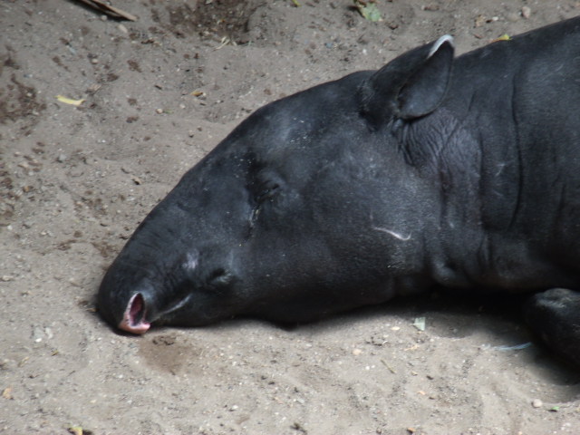 Malayan Tapir
