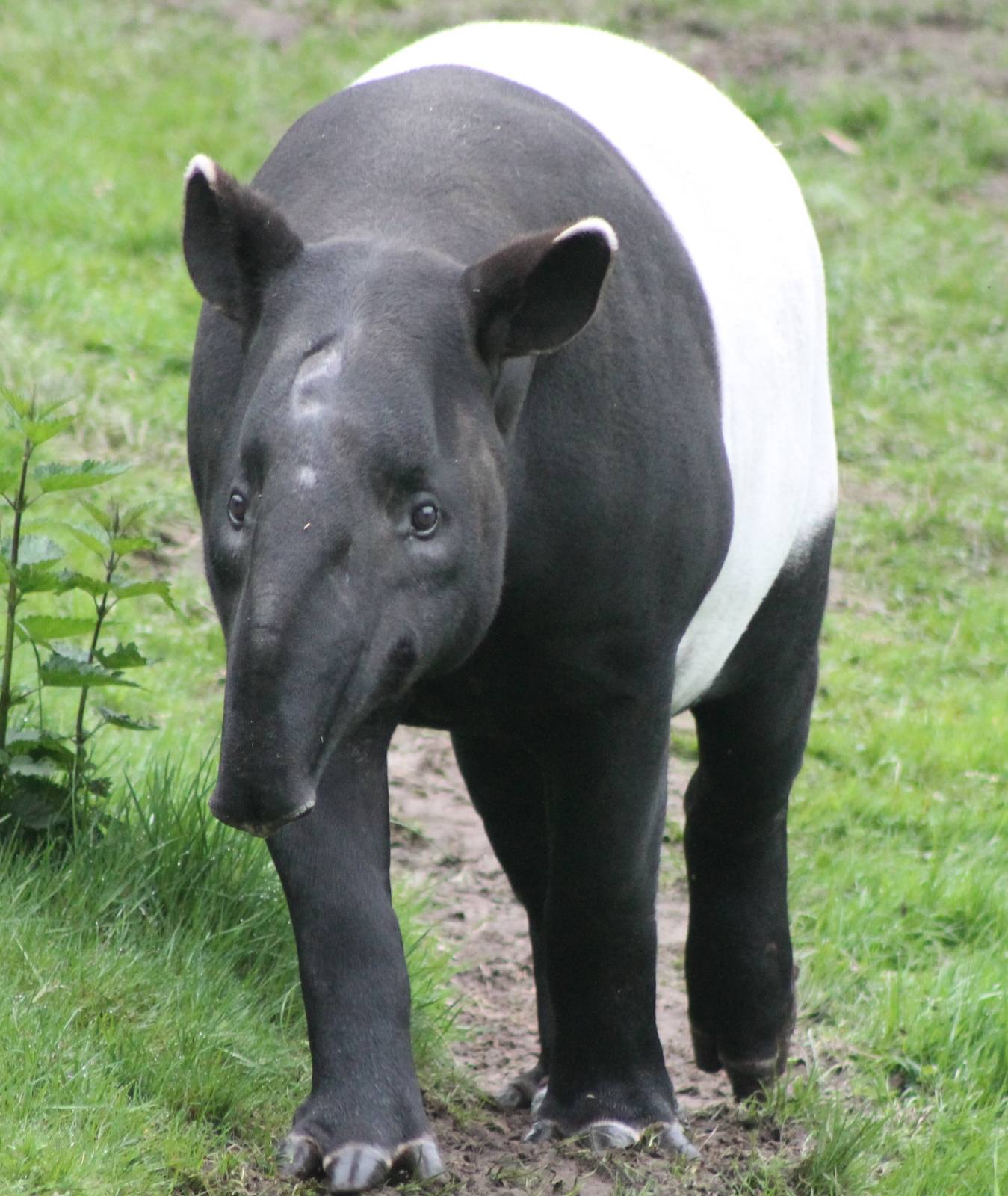 Malayan tapir