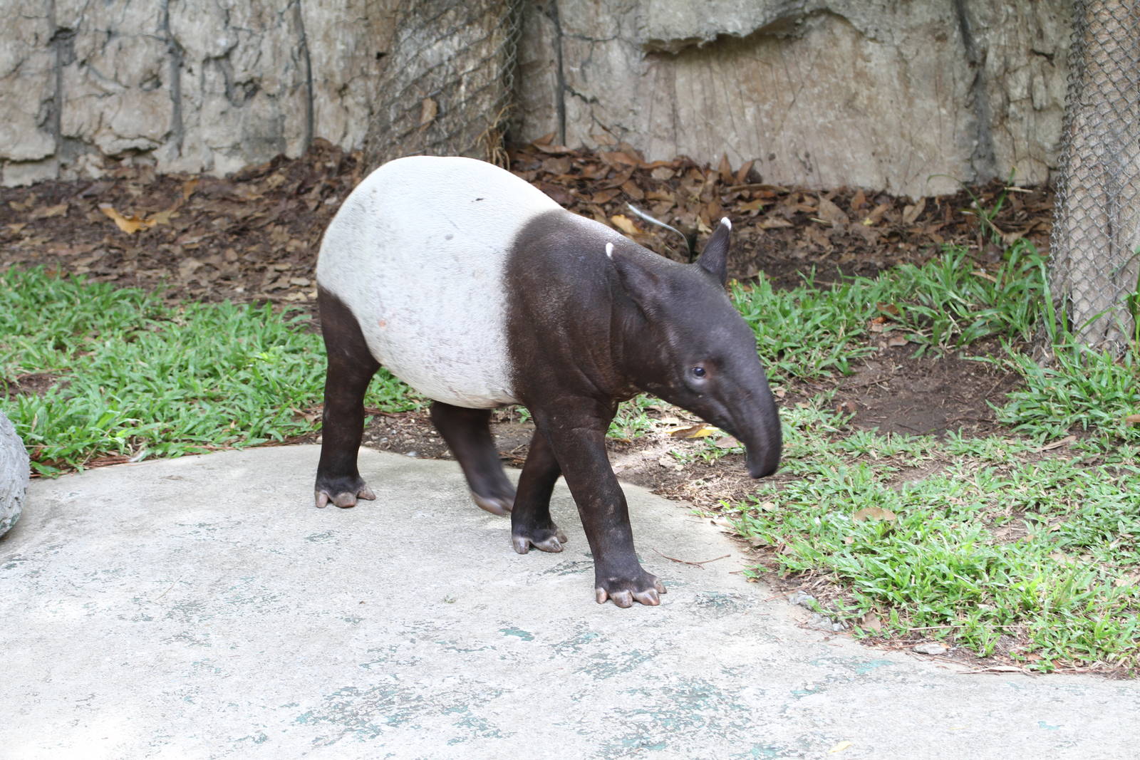 Malayan Tapir