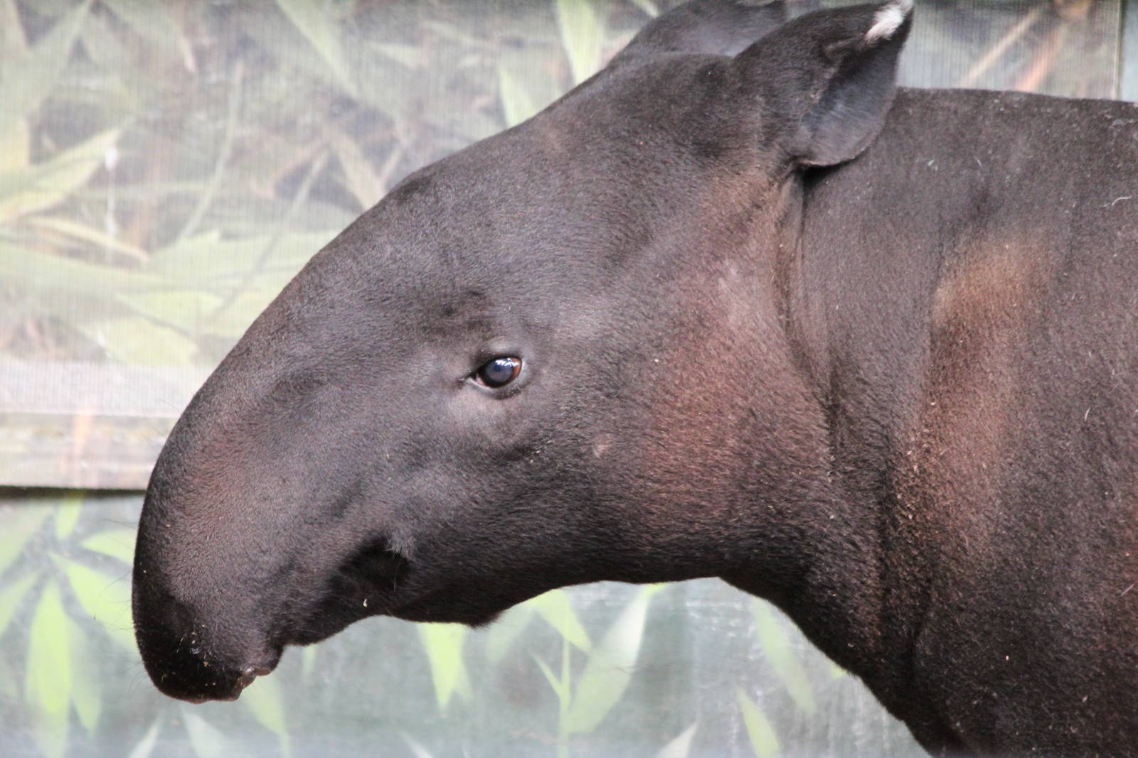 Malayan Tapir
