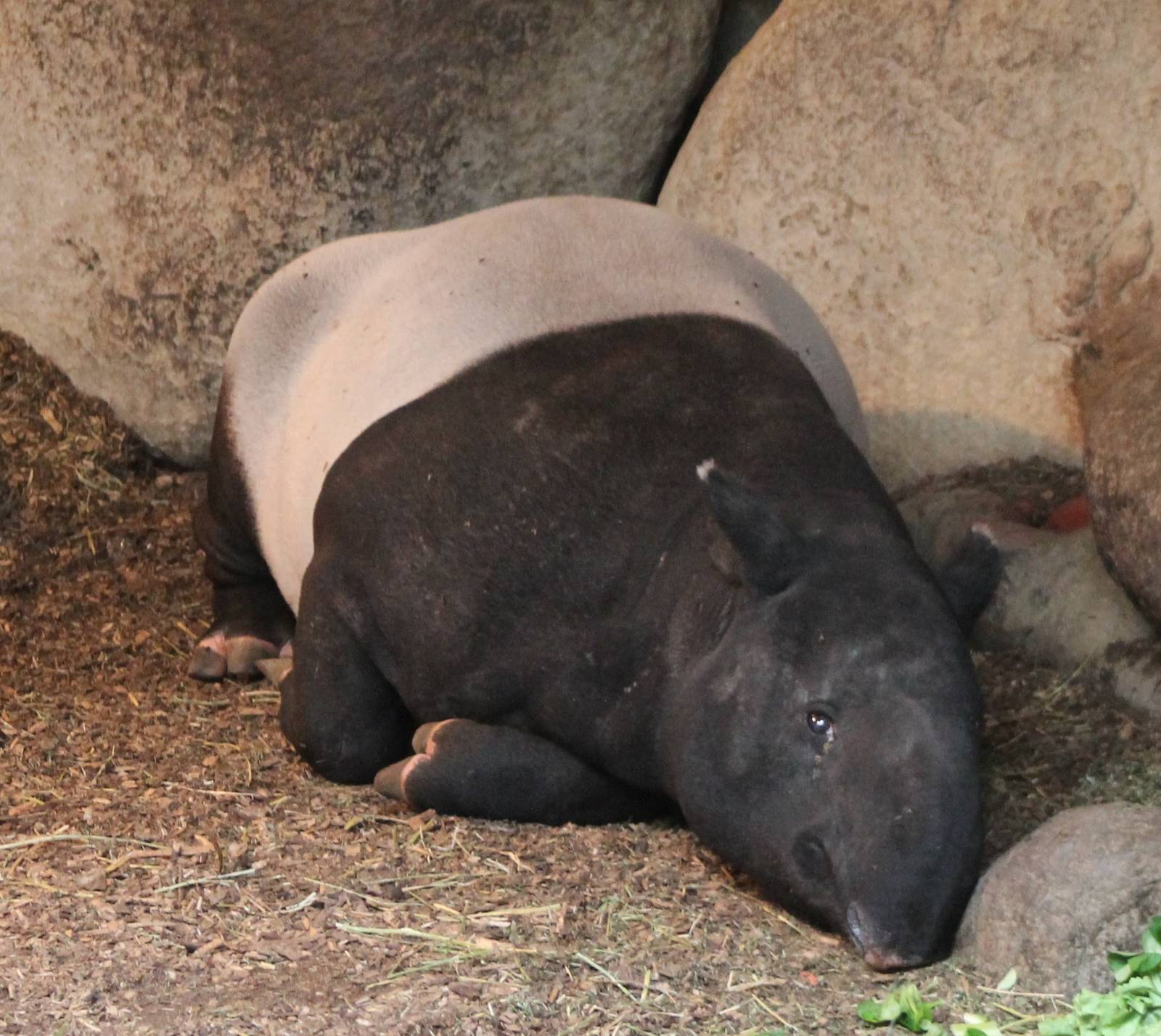 Malayan tapir