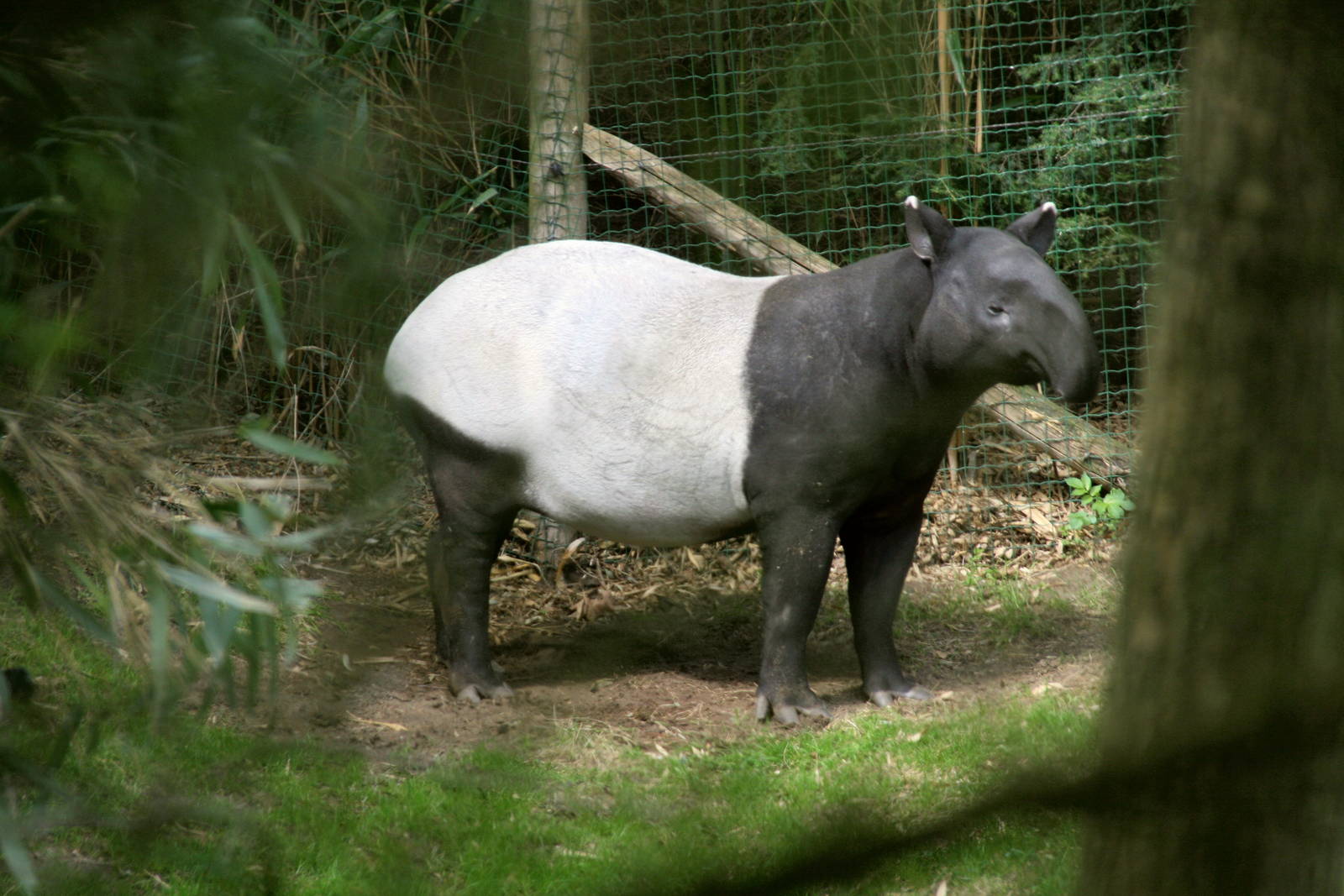 Malayan tapir