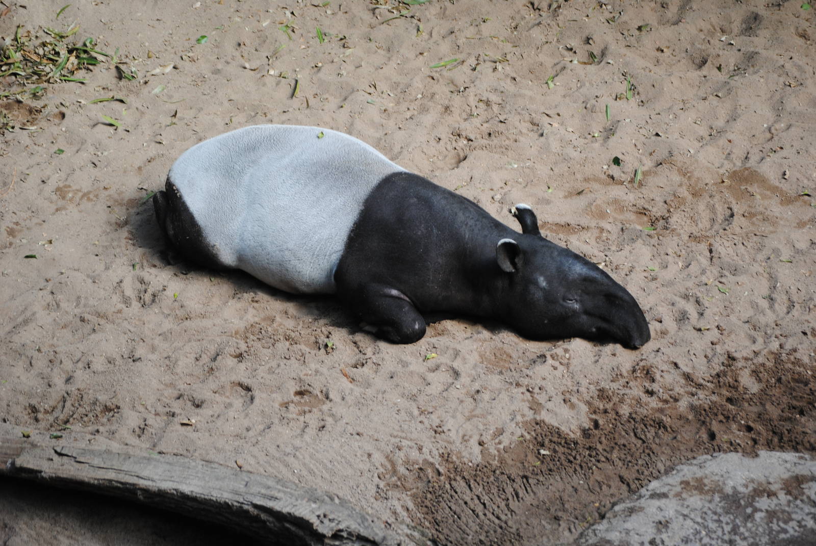 Malayan Tapir