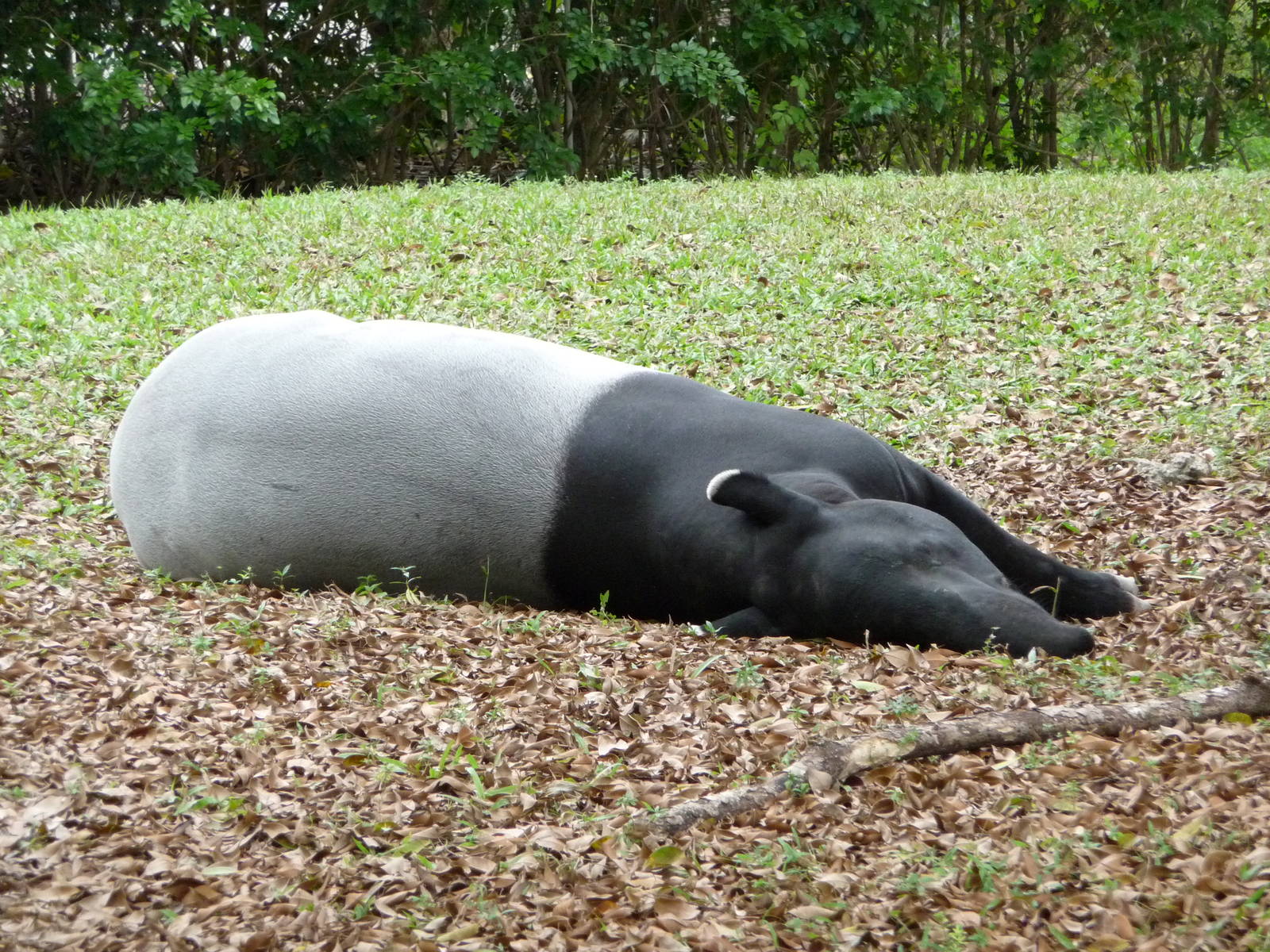 Malayan Tapir