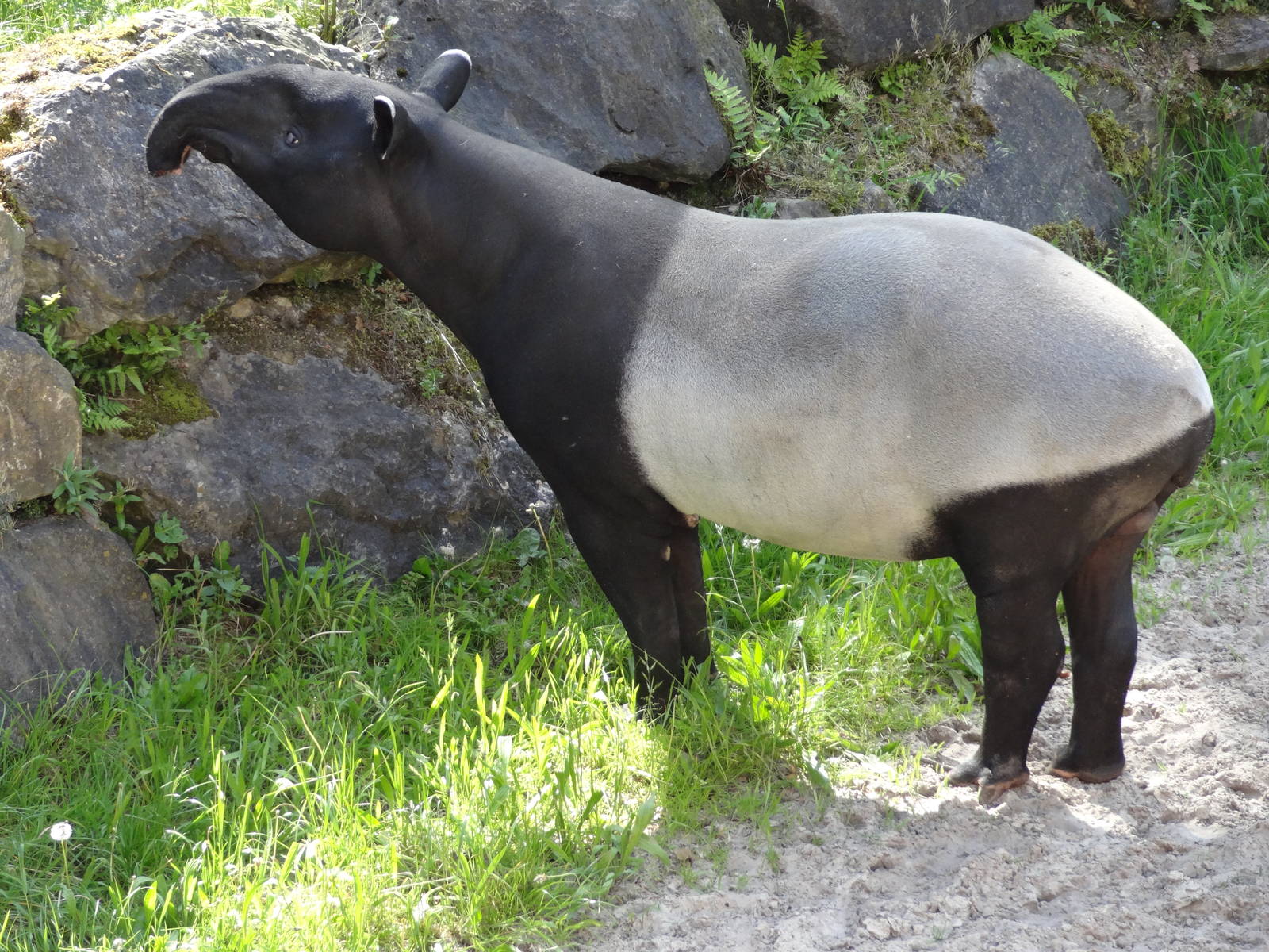 Malayan tapir