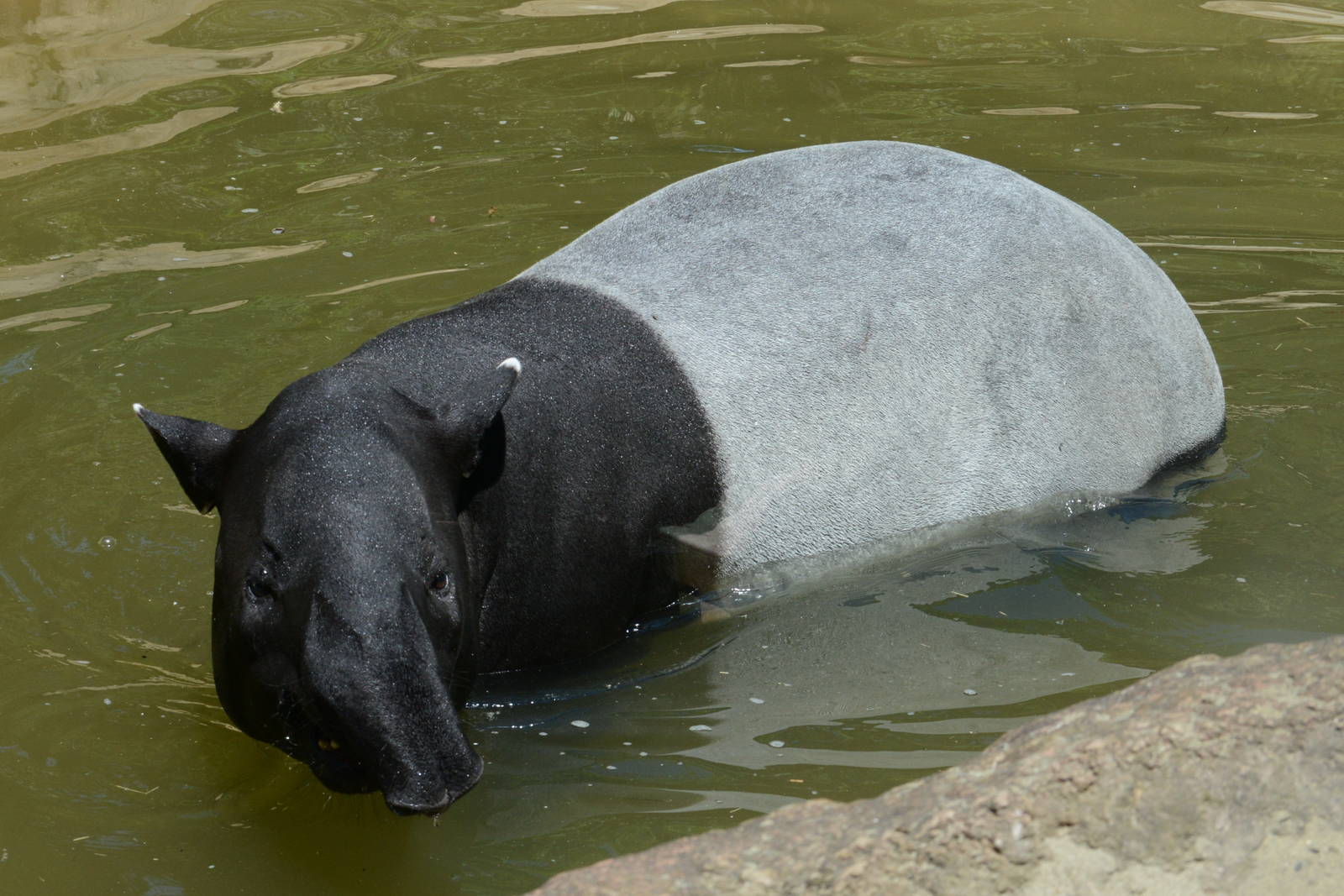 Malayan tapir