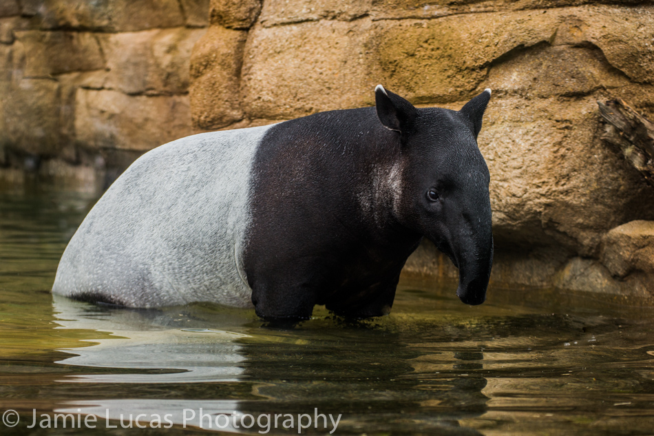 Malayan Tapir