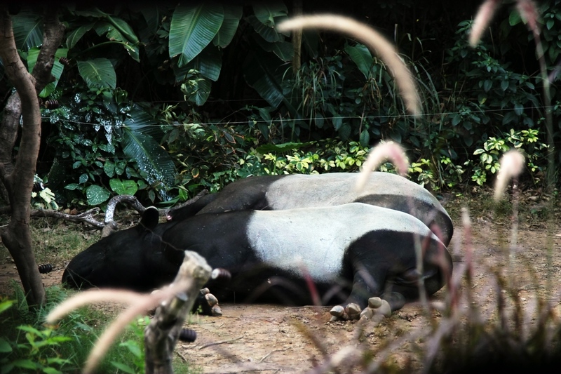Malayan tapir