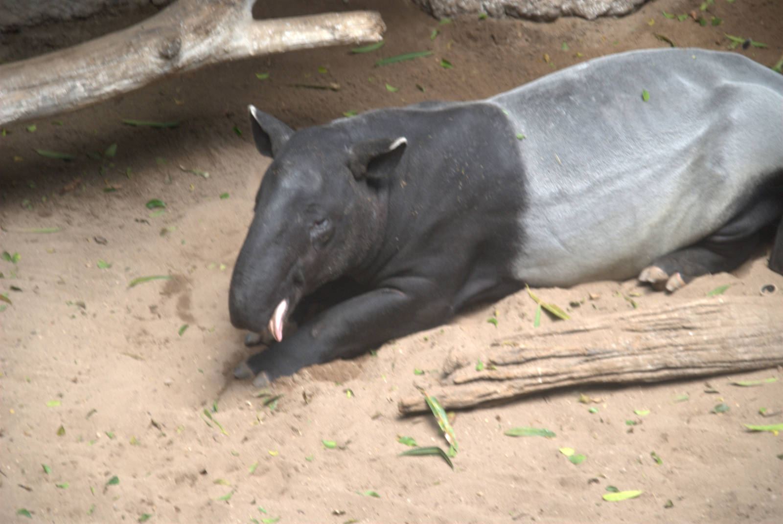 Malayan Tapir