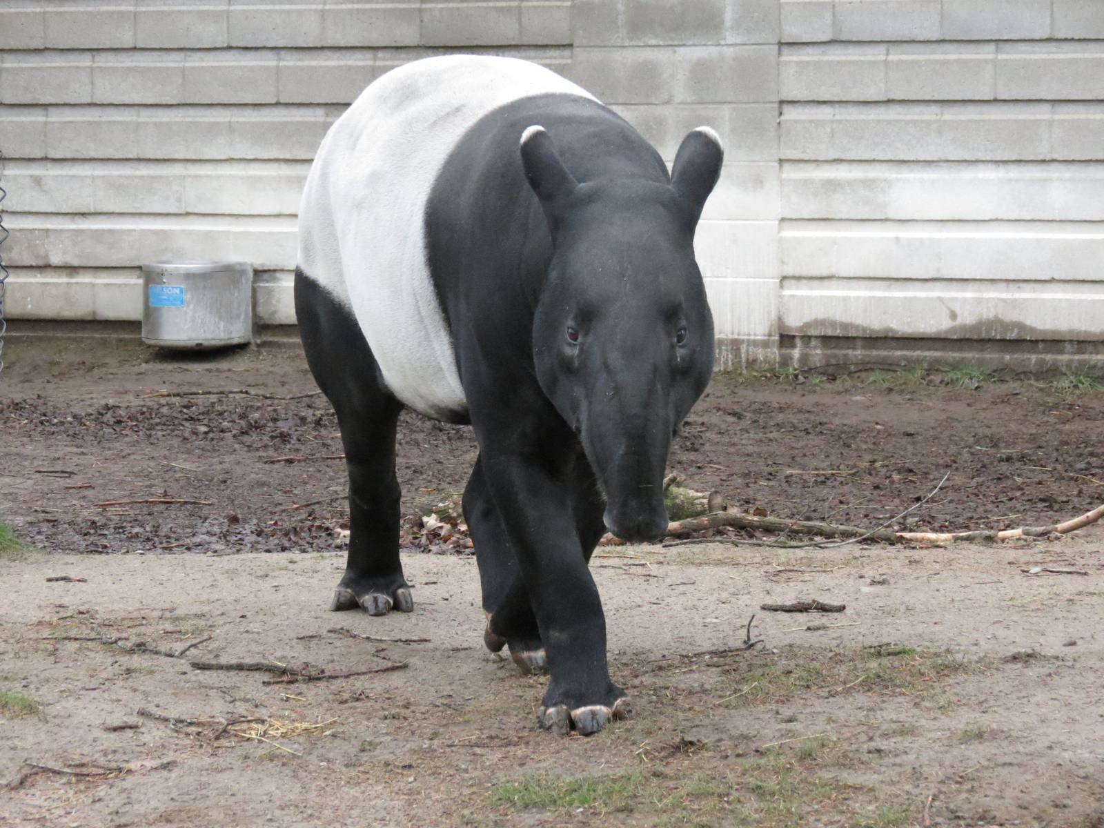 Malayan Tapir