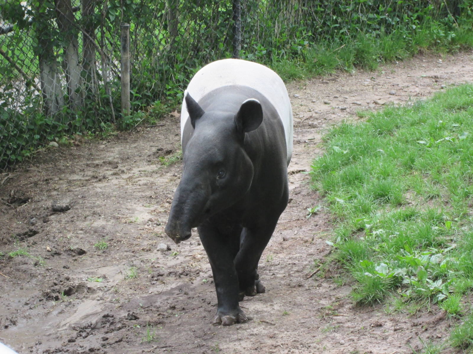 Malayan Tapir