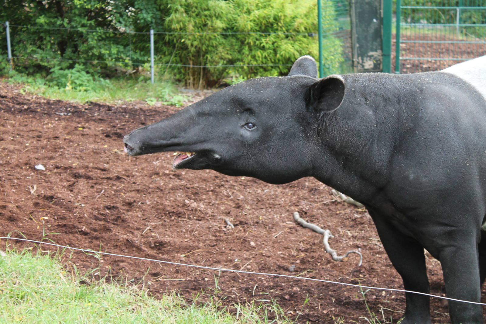 Malayan Tapir