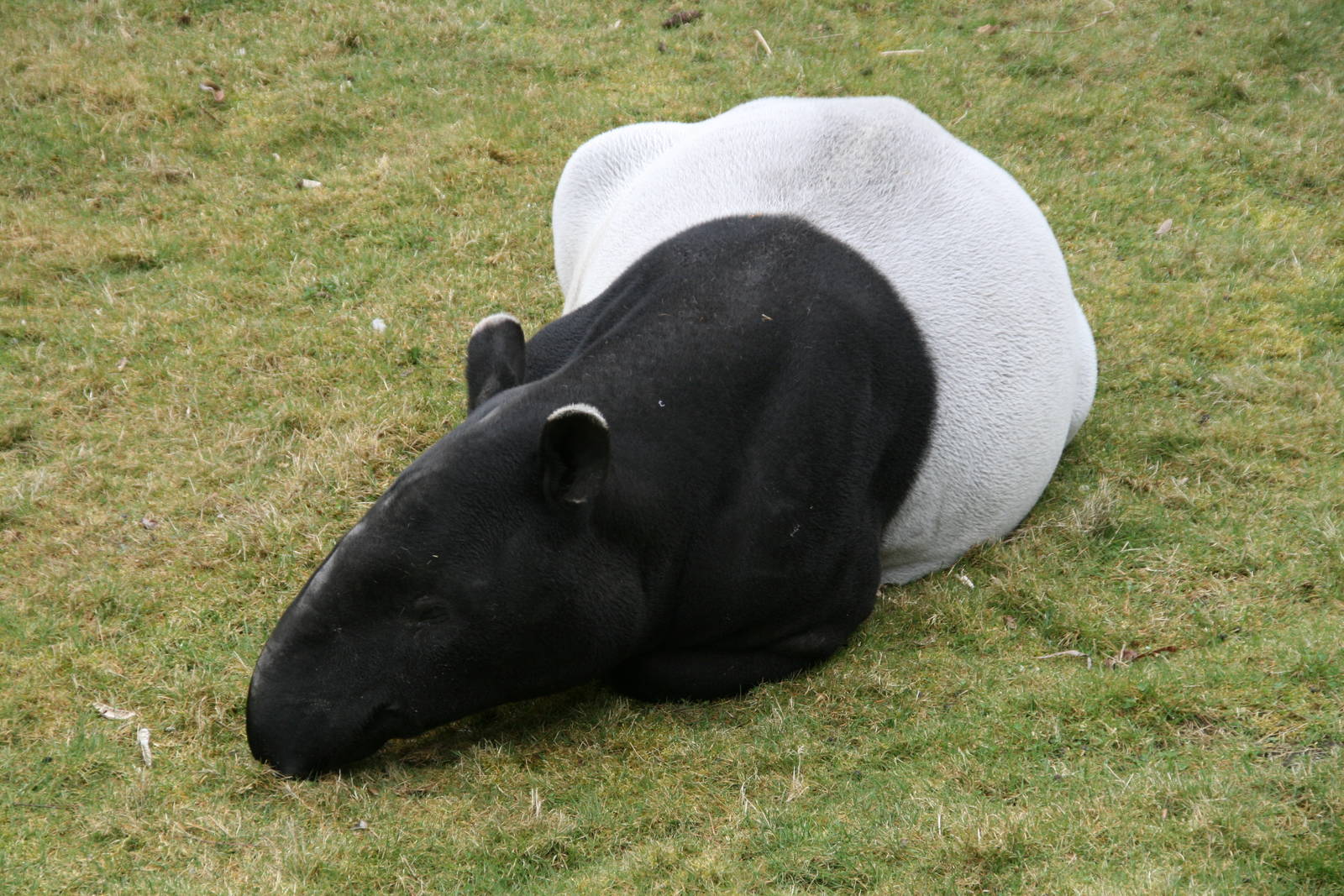 Malayan tapir