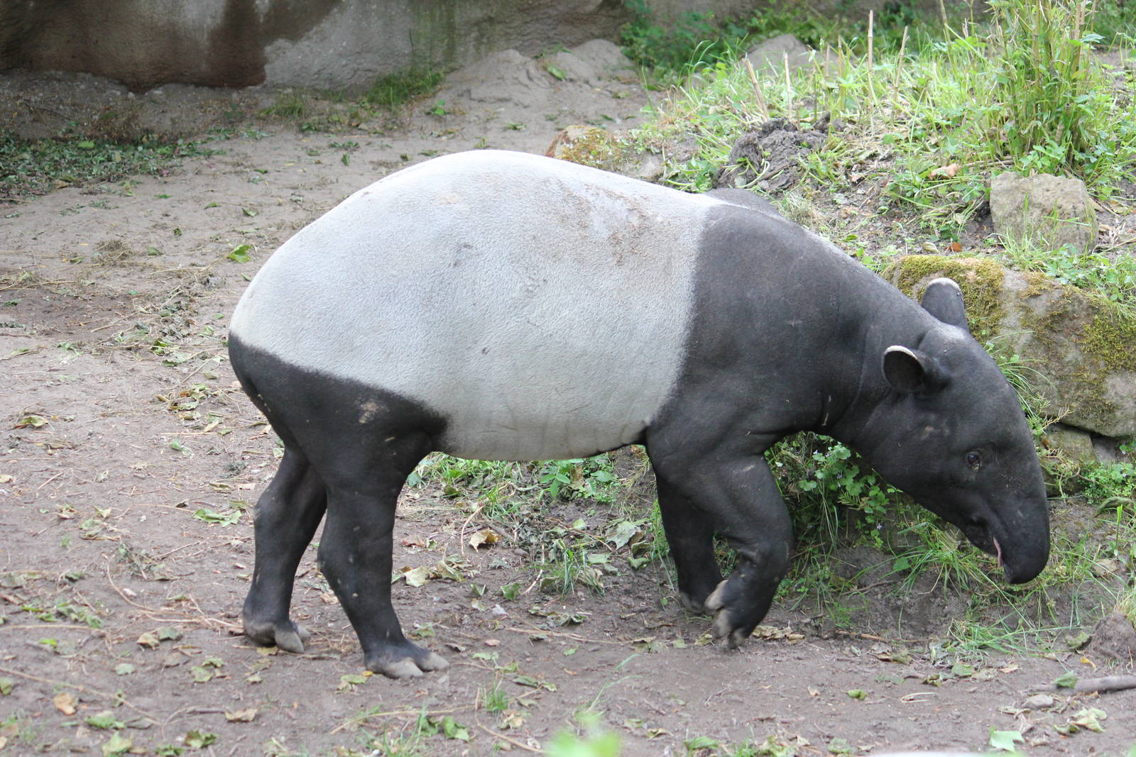 Malayan tapir