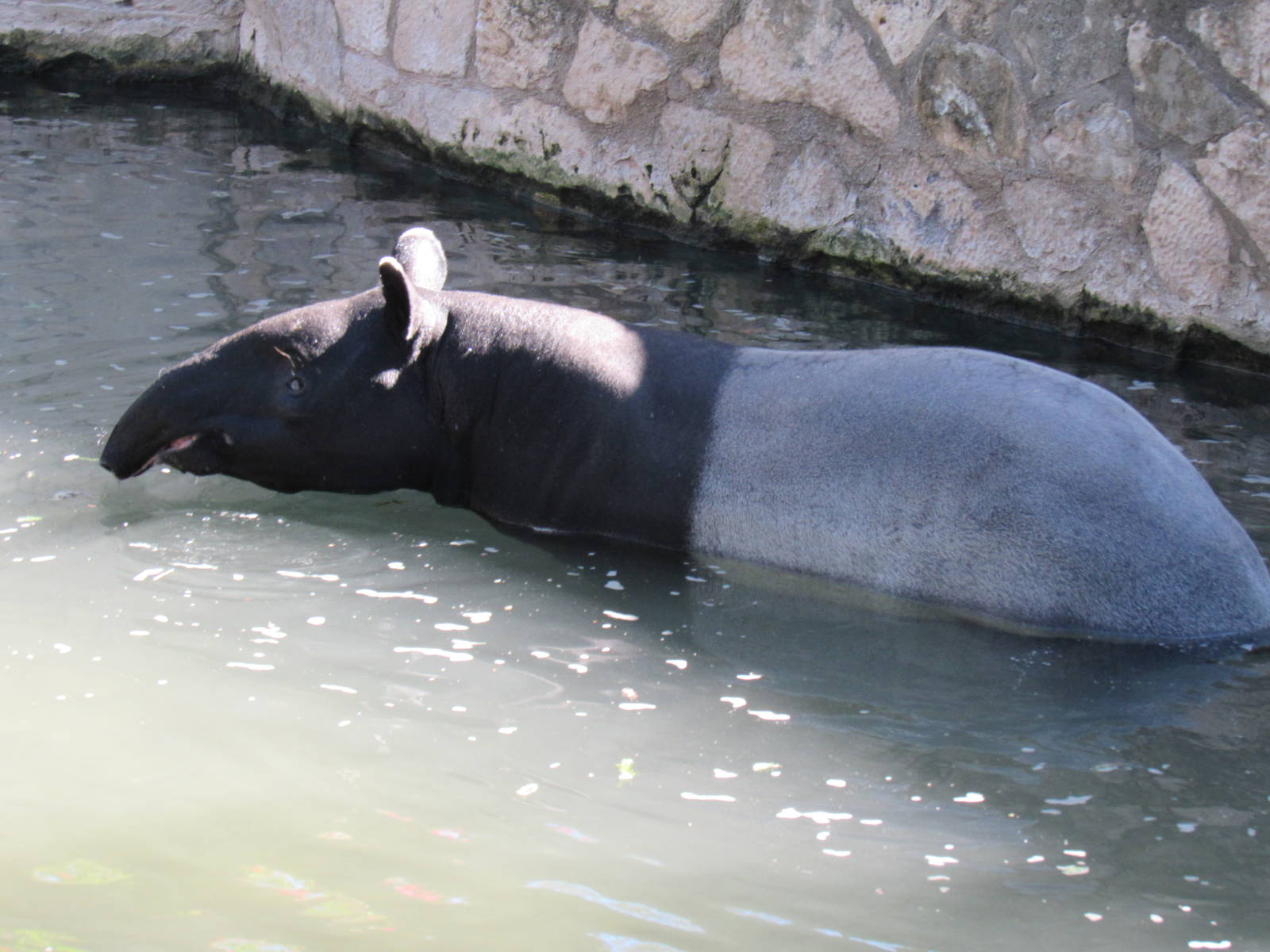 Malayan Tapir